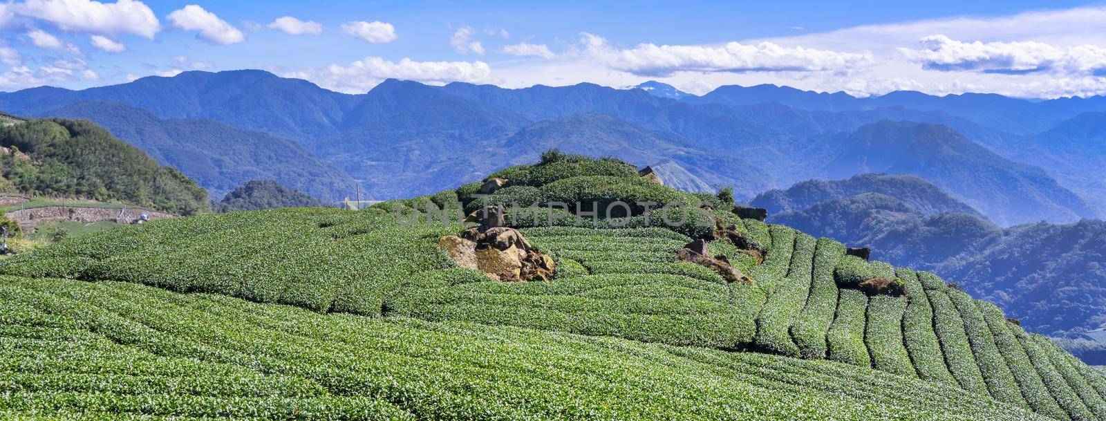 Beautiful green tea crop garden rows scene with blue sky and cloud, design concept for the fresh tea product background, copy space.