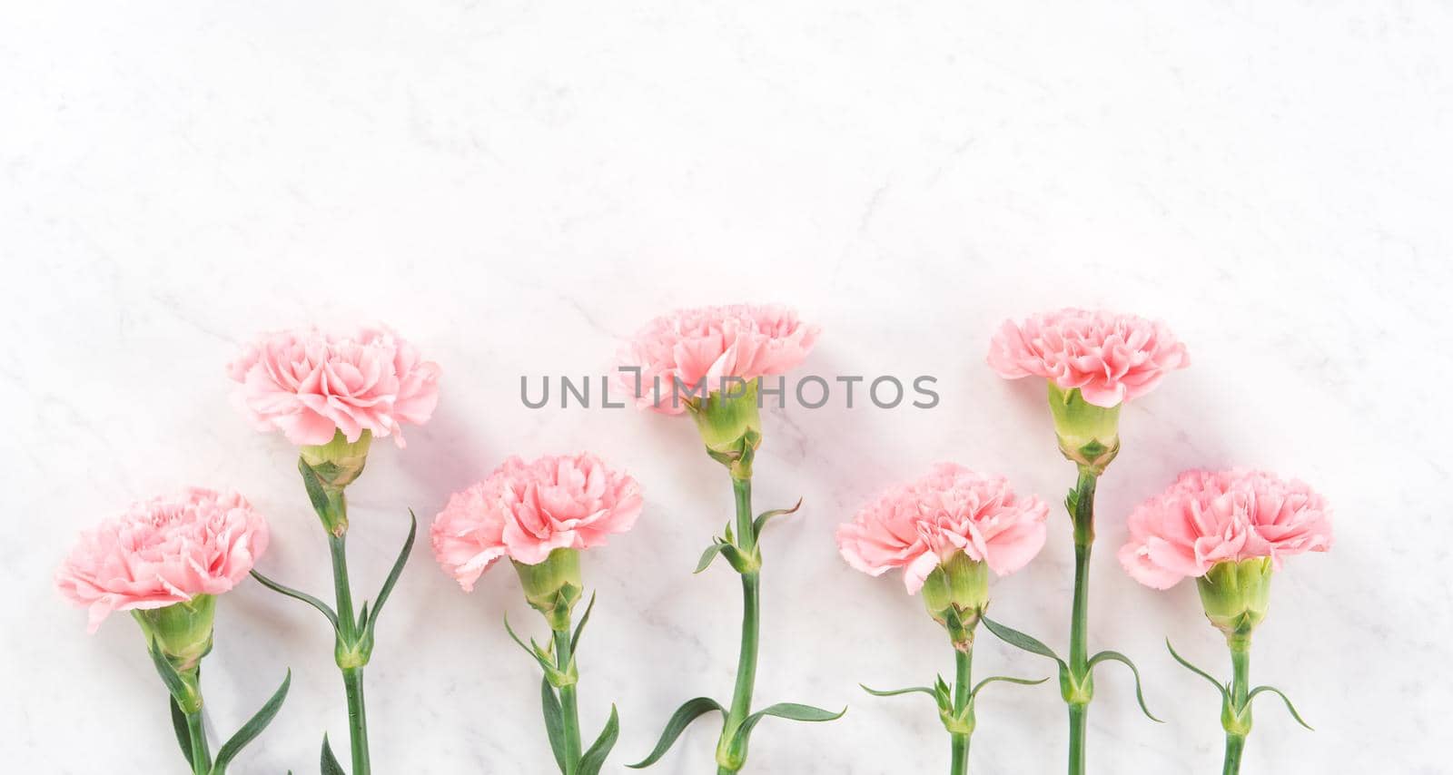 Beautiful, elegant pink carnation flower over bright white marble table background, concept of Mother's Day flower gift, top view, flat lay, overhead