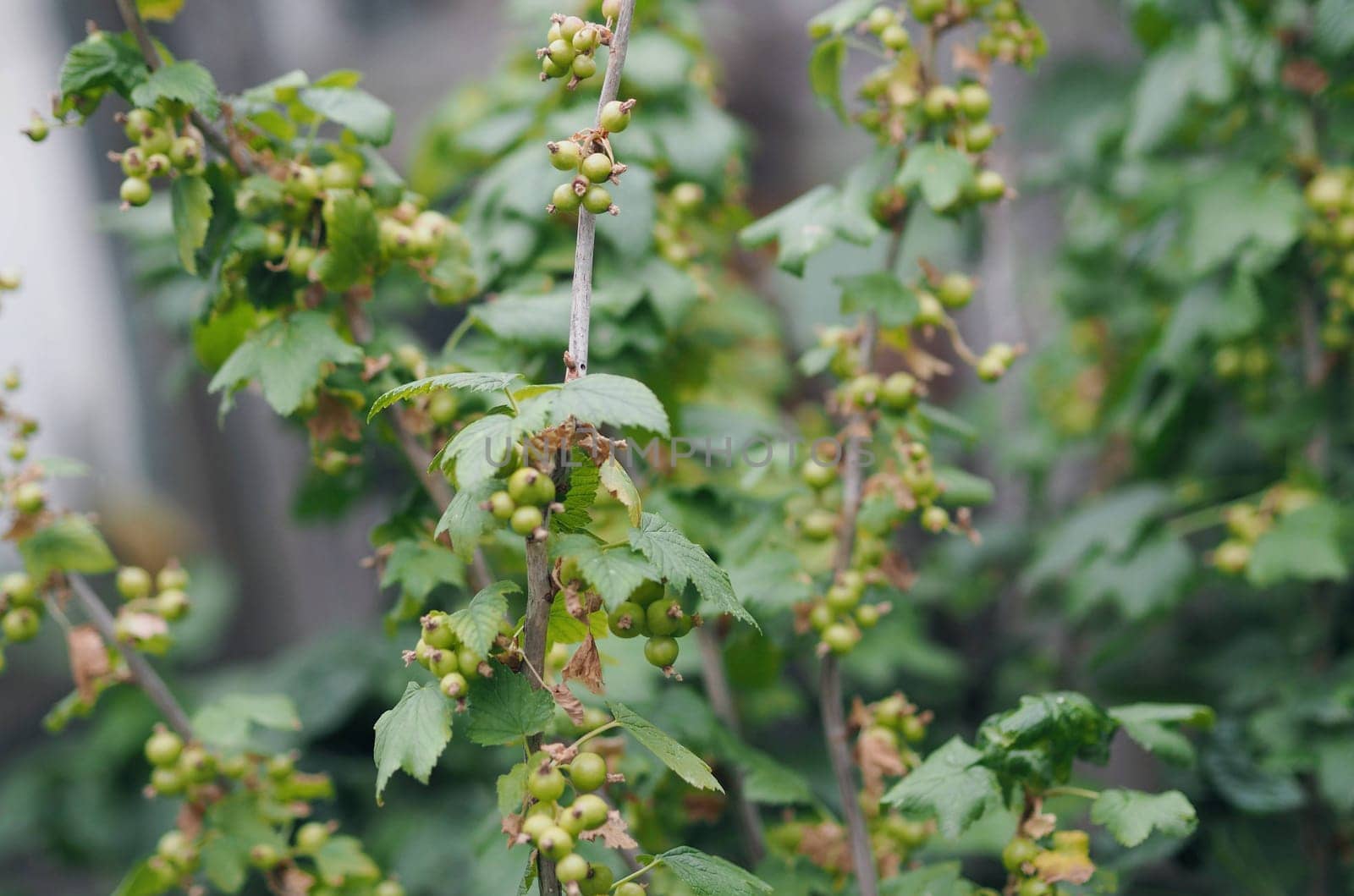 Natural plant green background. Currant bush with green berries on branches. Berry growing concept. Agricultural background