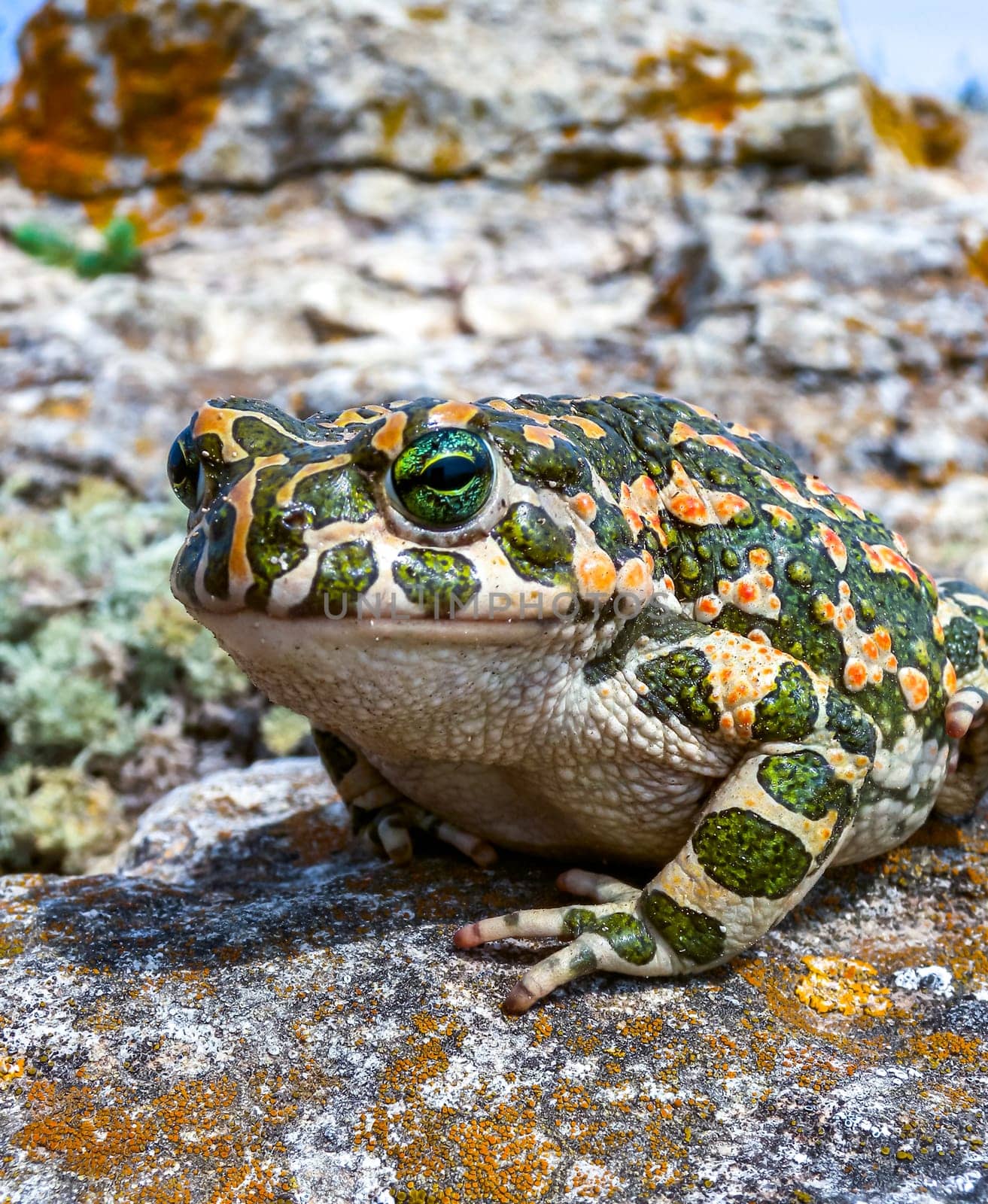 The European green toad (Bufotes viridis), Crimea by Hydrobiolog