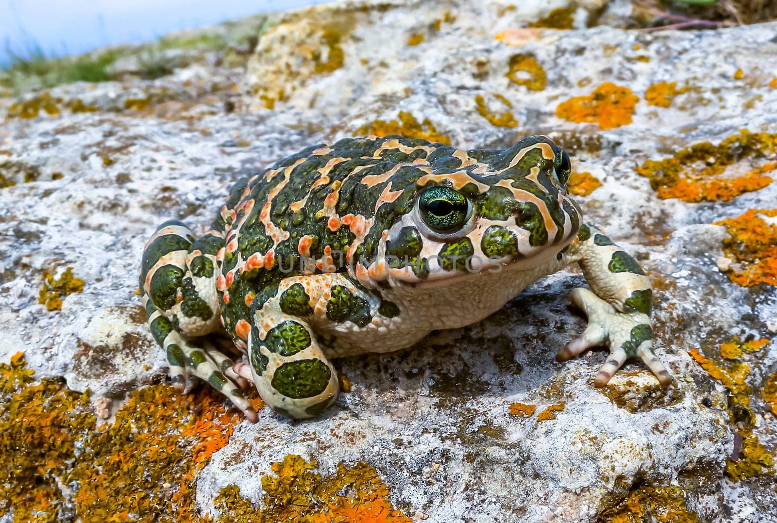 The European green toad (Bufotes viridis), Crimea by Hydrobiolog