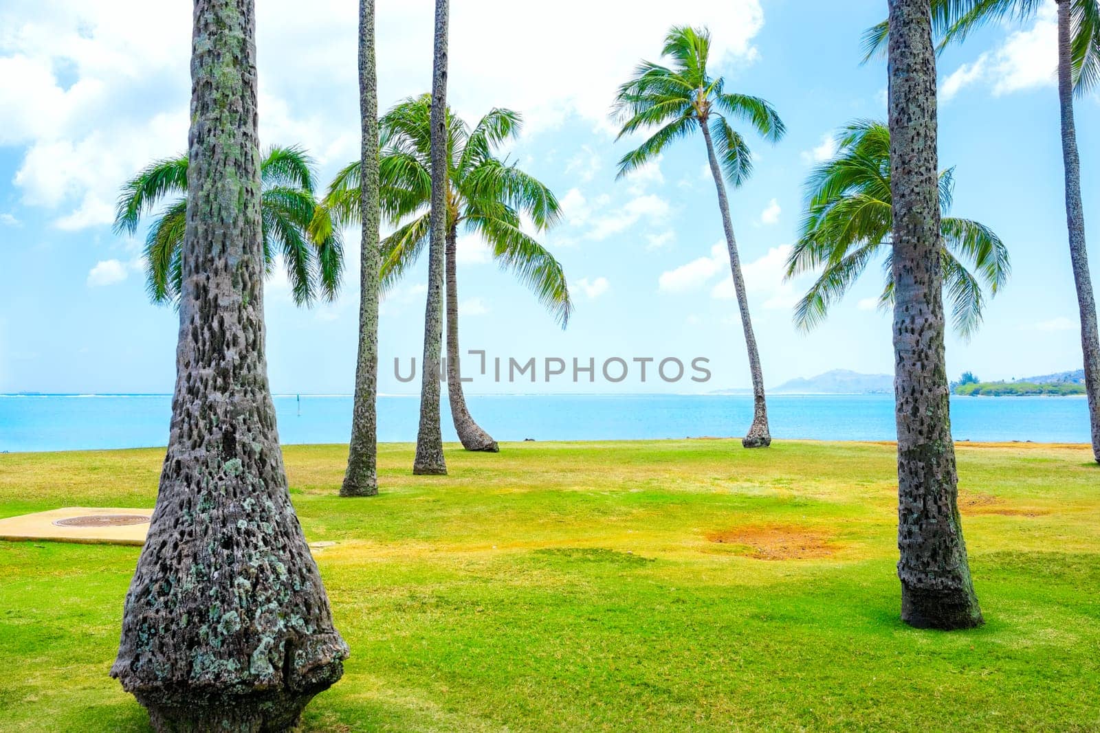 Green lawn with palm and coconut trees along the blue Pacific ocean in Hawaii