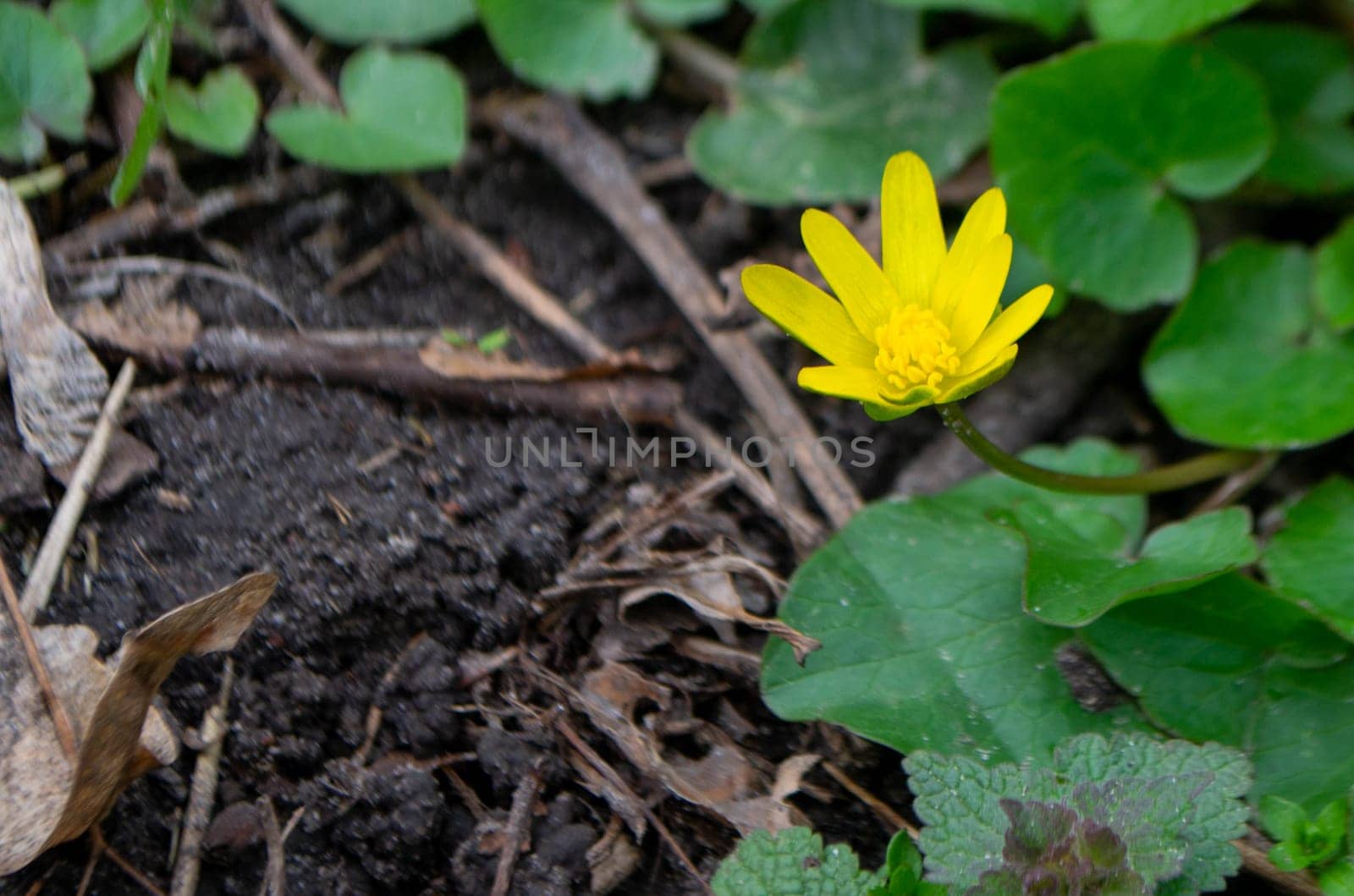 Flower kaluga. yellow spring flowers. A field of yellow flowers with green leaves and one has a black bug on it. High quality photo