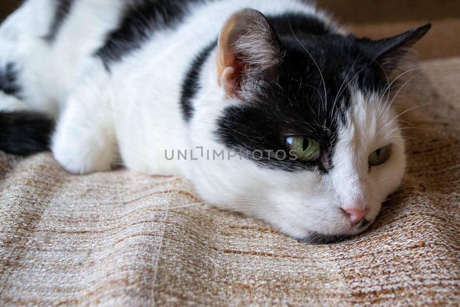 A black and white cat with a green eye is sleeping on a brown and tan blanket. by milastokerpro