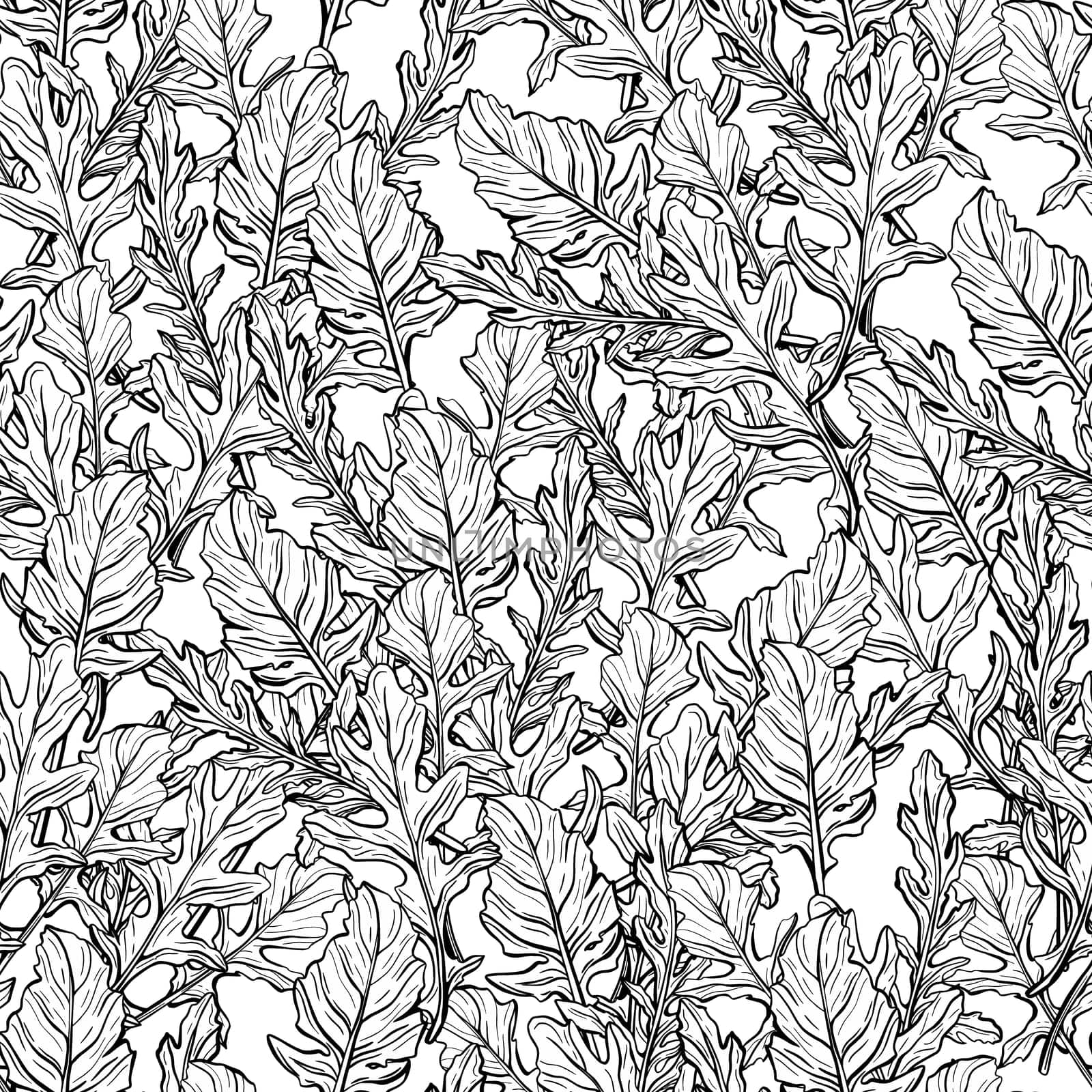 seamless pattern of Arugula leaves. Spicy and aromatic Italian seasoning