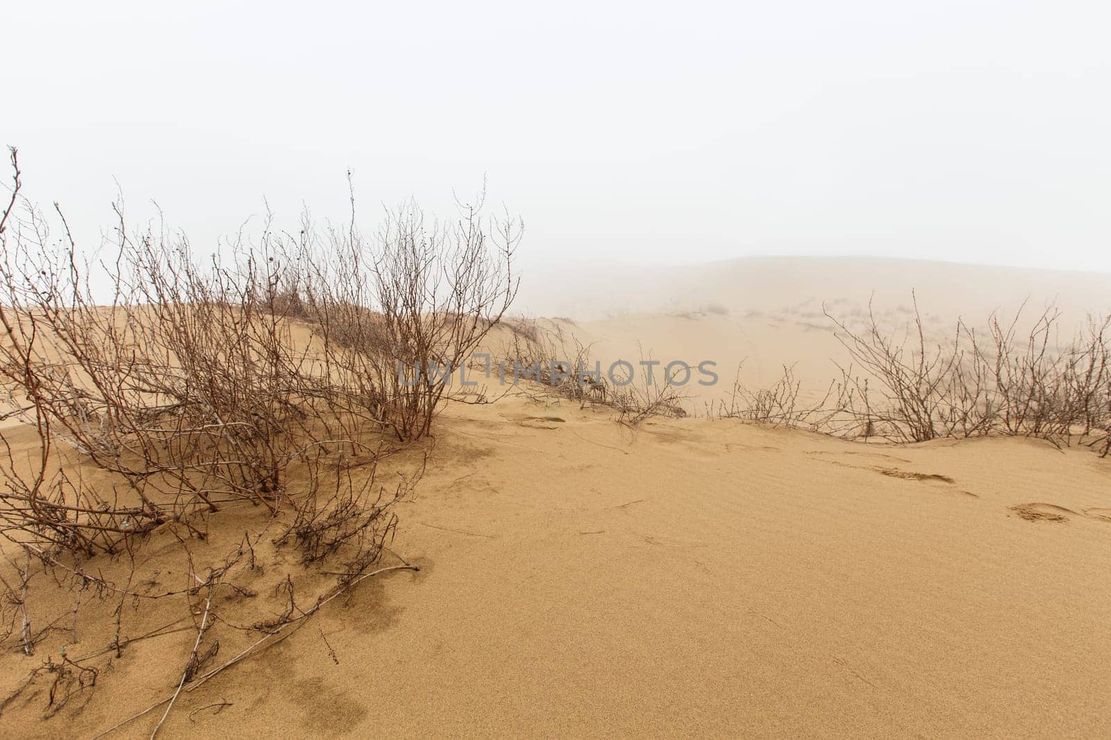Barkhan Sarykum. Dagestan, Russia. Sand mountain in the Caucasus. Dune. High quality photo