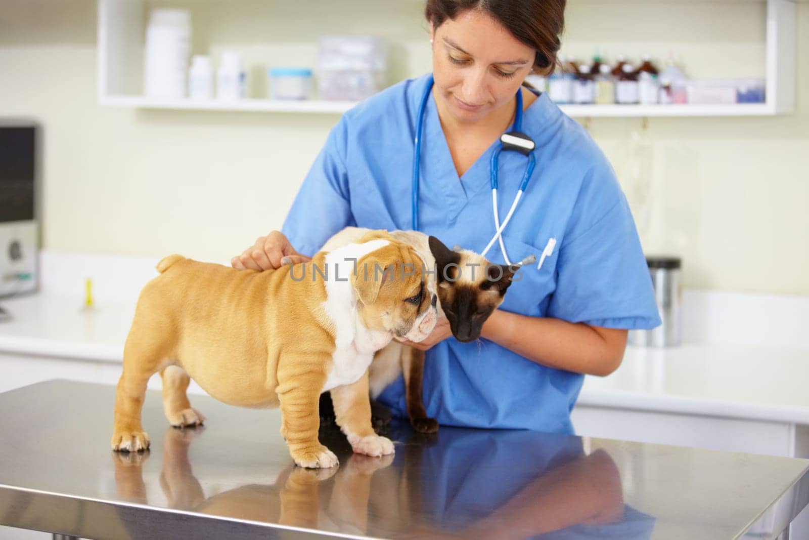 Animal care, woman nurse with animals and at veterinary clinic for checkup. Healthcare or support at vet, female doctor with cat and dog for protection or medical test at hospital for results.