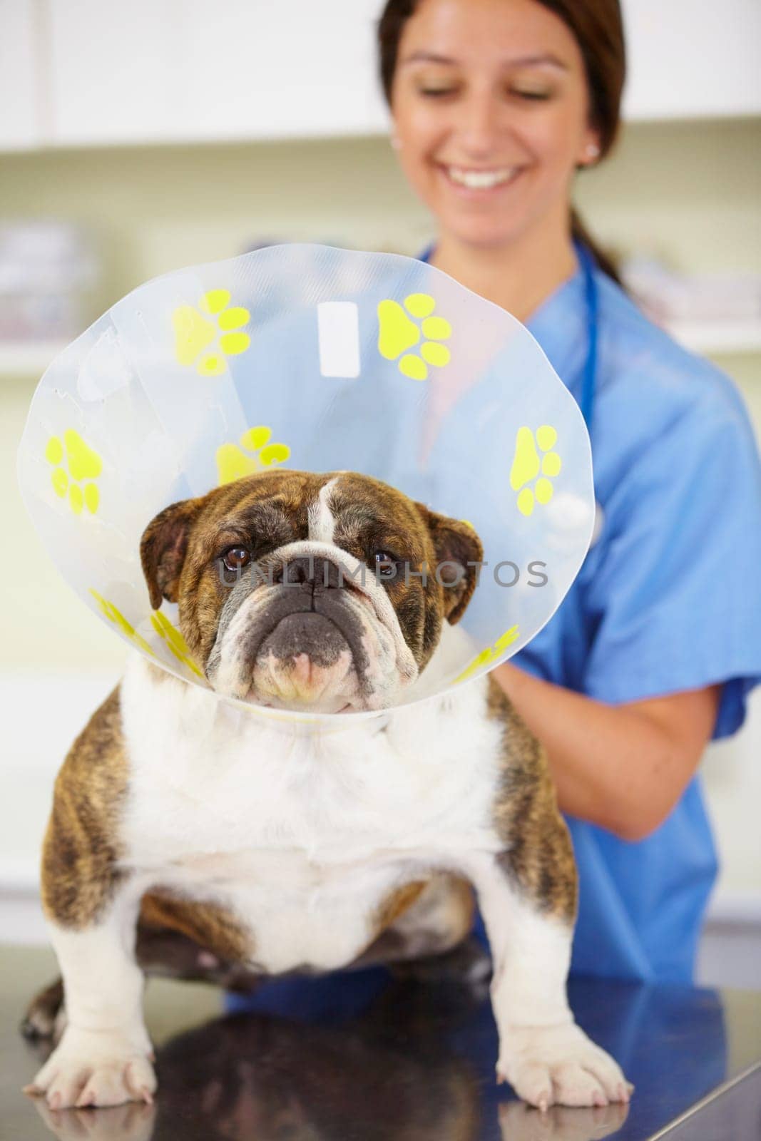 Cone, face or dog at vet or animal healthcare check up in nursing consultation or clinic inspection. Collar, doctor or sick bulldog pet or puppy in examination or medical test for veterinary help.