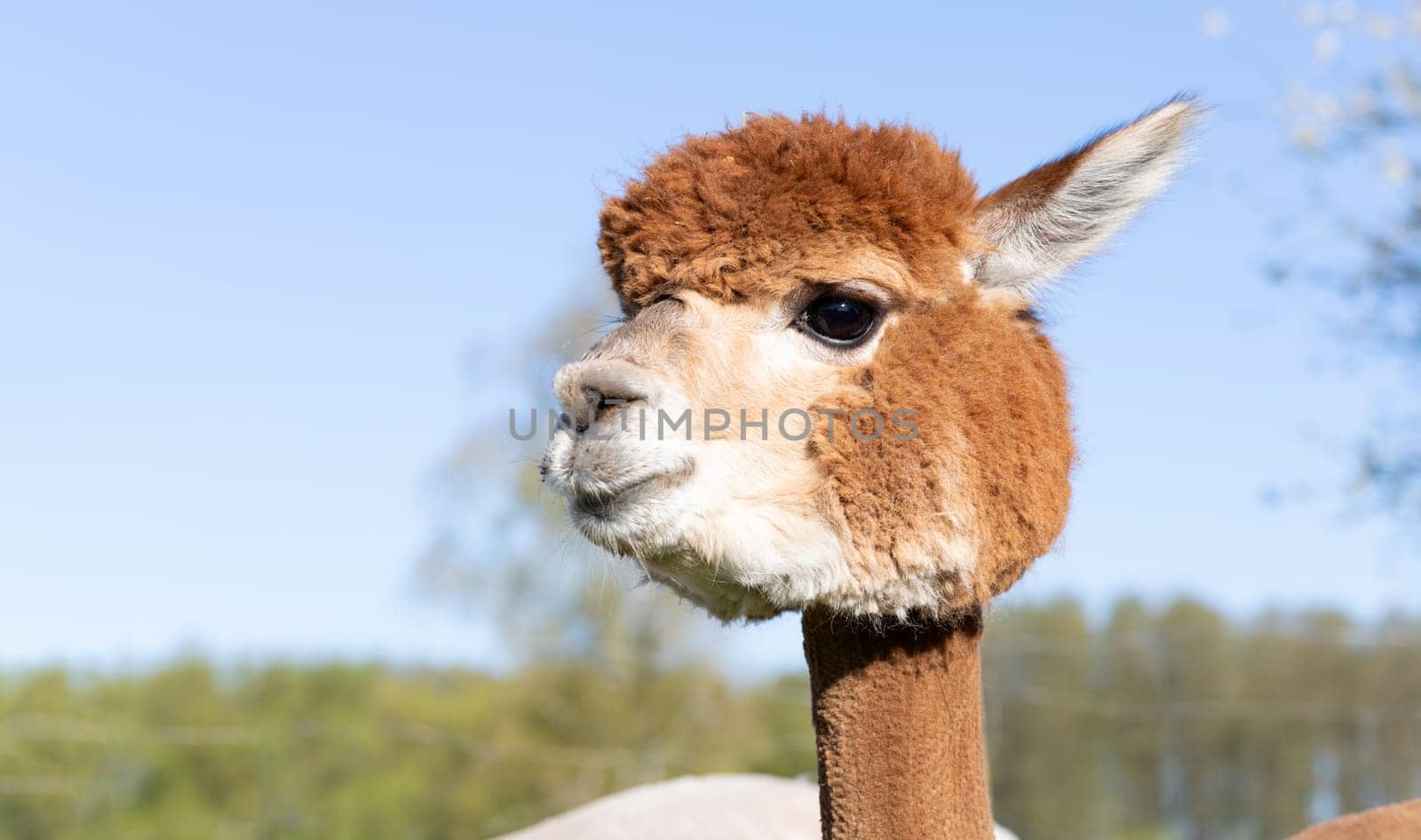Closeup Cute Muzzle Of Brown, Cream Alpaca Animal Against Blue Sky, Green Tress. Domesticated Camelid Mammal, Lama Pacos Looks At Camera. Horizontal plane High quality photo