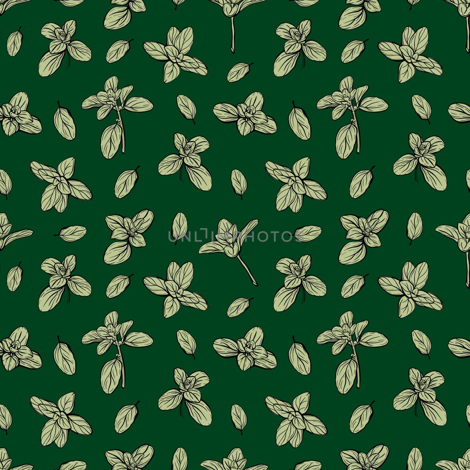 Basil Seamless Pattern. Italian herbs. Marjoram pattern. Hand-drawn illustration.