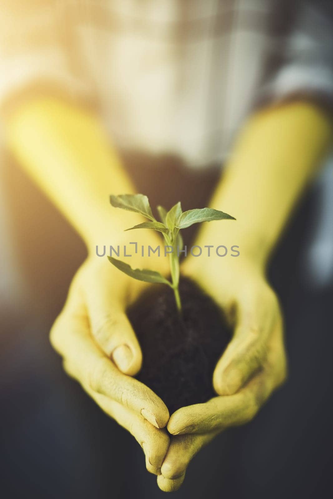 We leave it into your hands. an unrecognizable person holding a budding plant in their colorful hands. by YuriArcurs