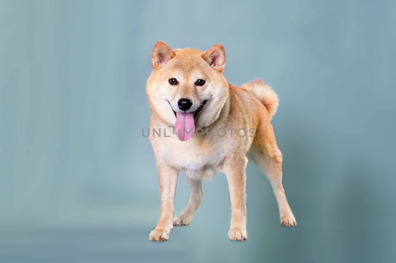 Dog brown orange Japanese Shiba inu. Stands on a gray background.