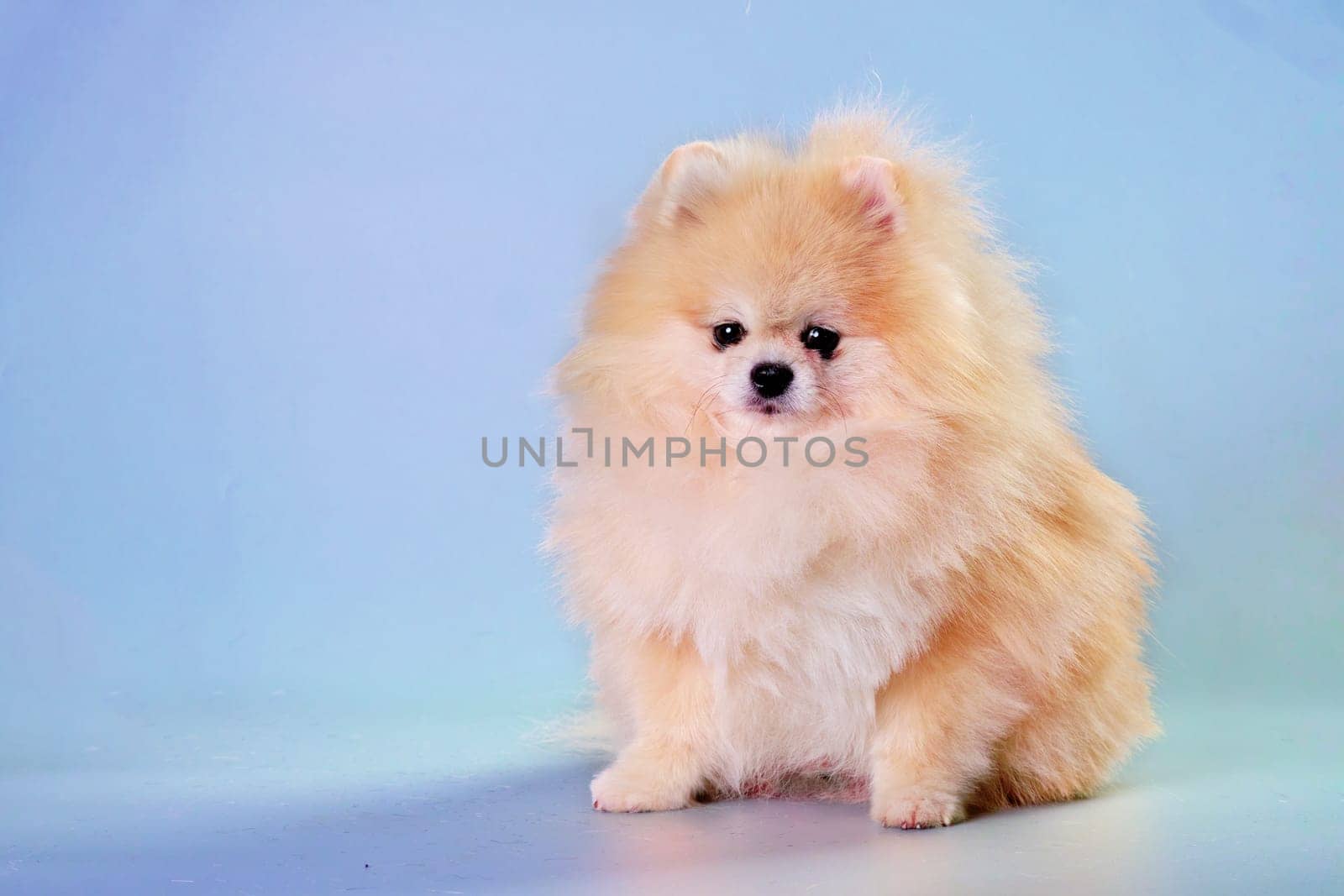 Portrait of sitting pomeranian spitz isolated on blue after grooming.