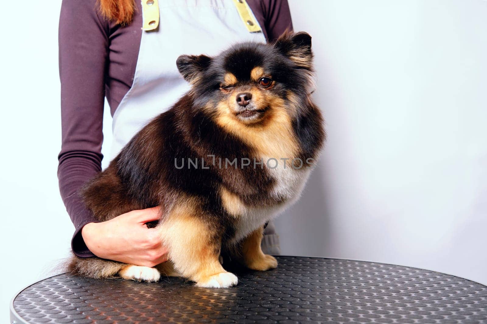A female groomer holds a spitz dog on a grooming table.