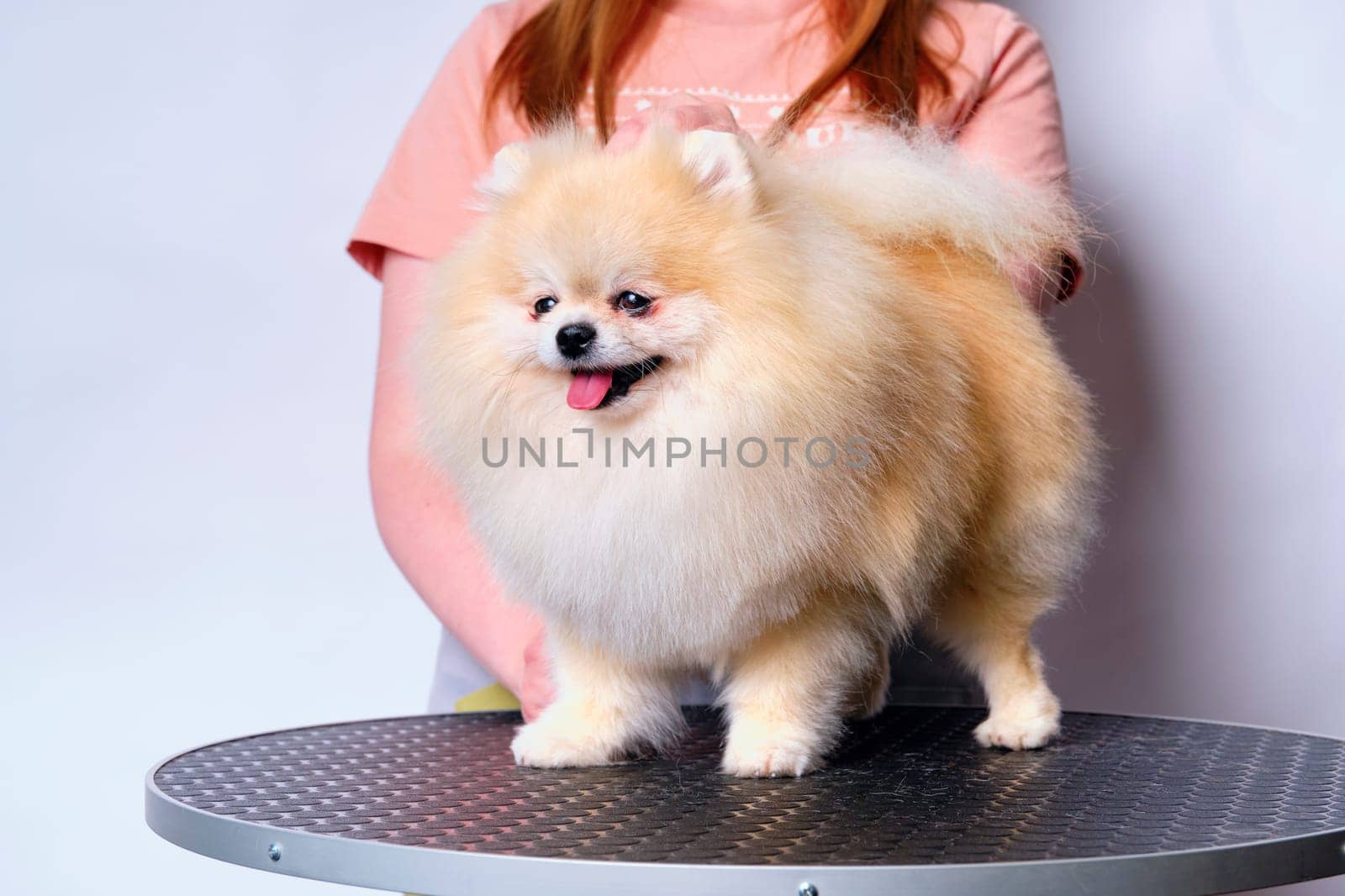 Red-haired Pomeranian spitz dog stands on a grooming table.