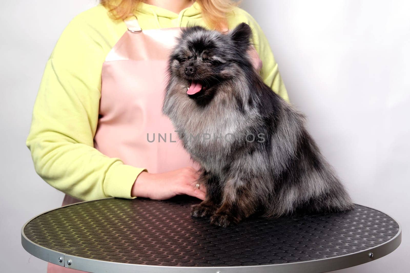 Pomeranian dog on the animal grooming table on the pet care table.