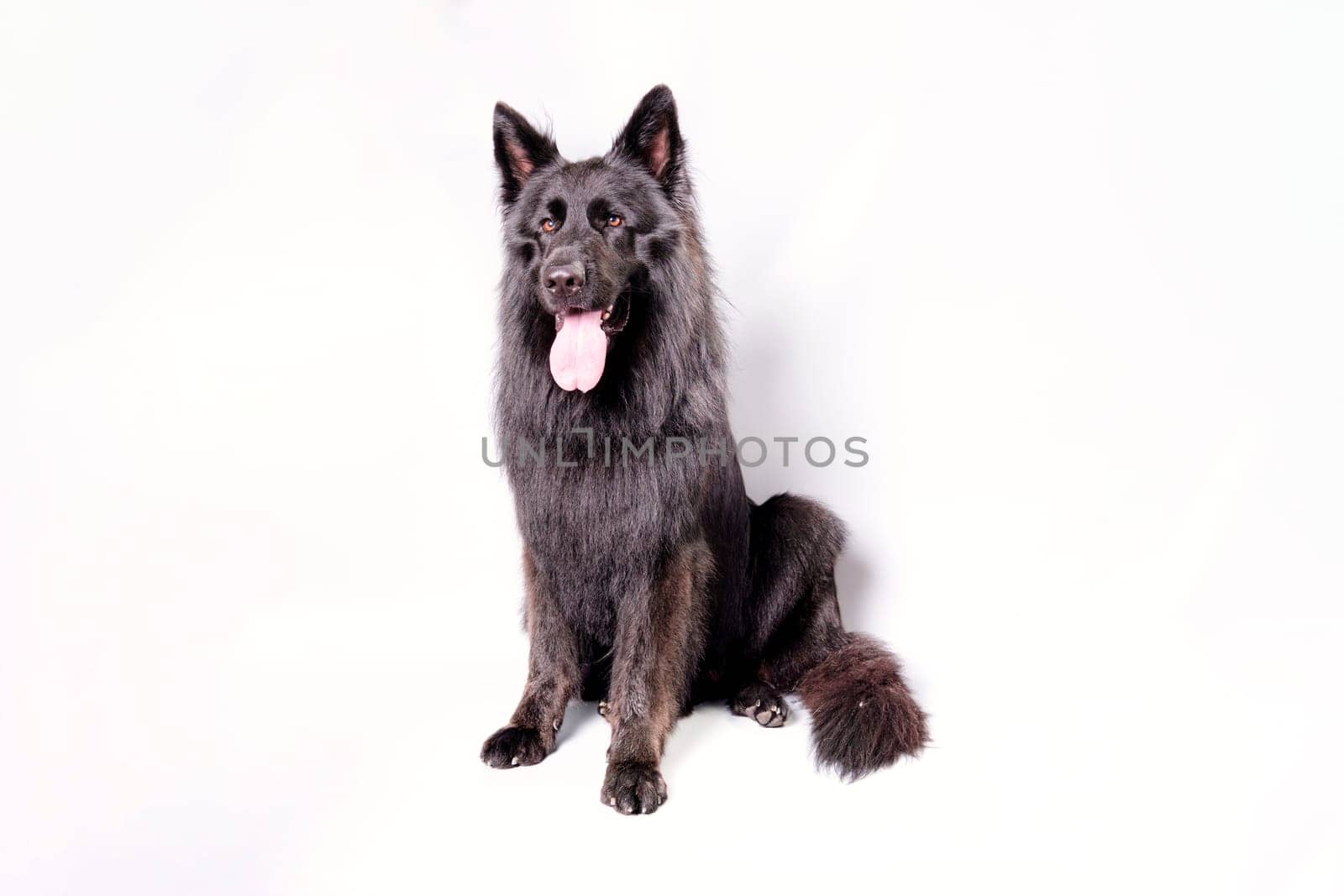 Sitting black long-haired German Shepherd isolated on a white background.
