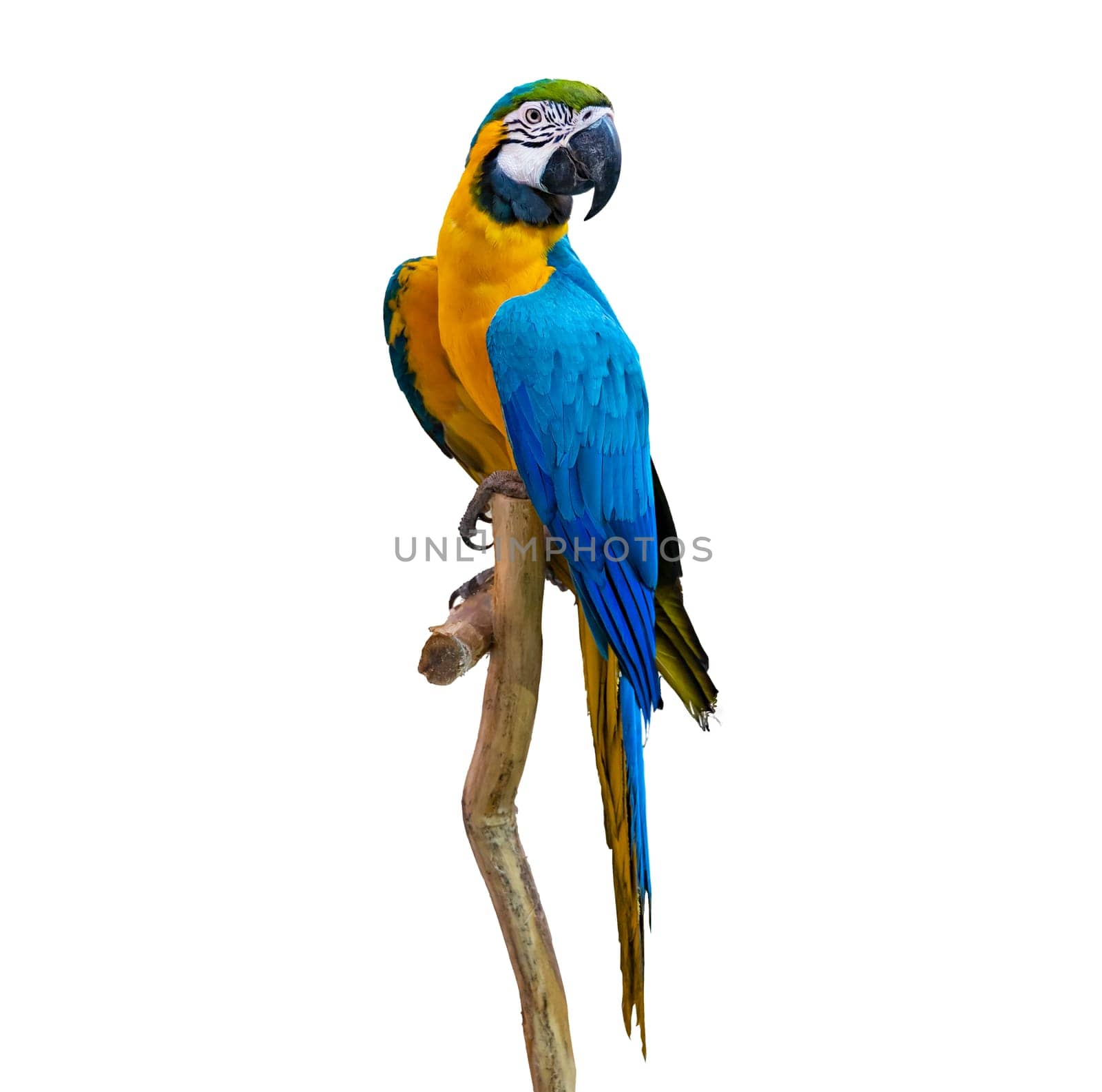 macaw parrot parakeet perching on branch on white background isolate by sarayut_thaneerat