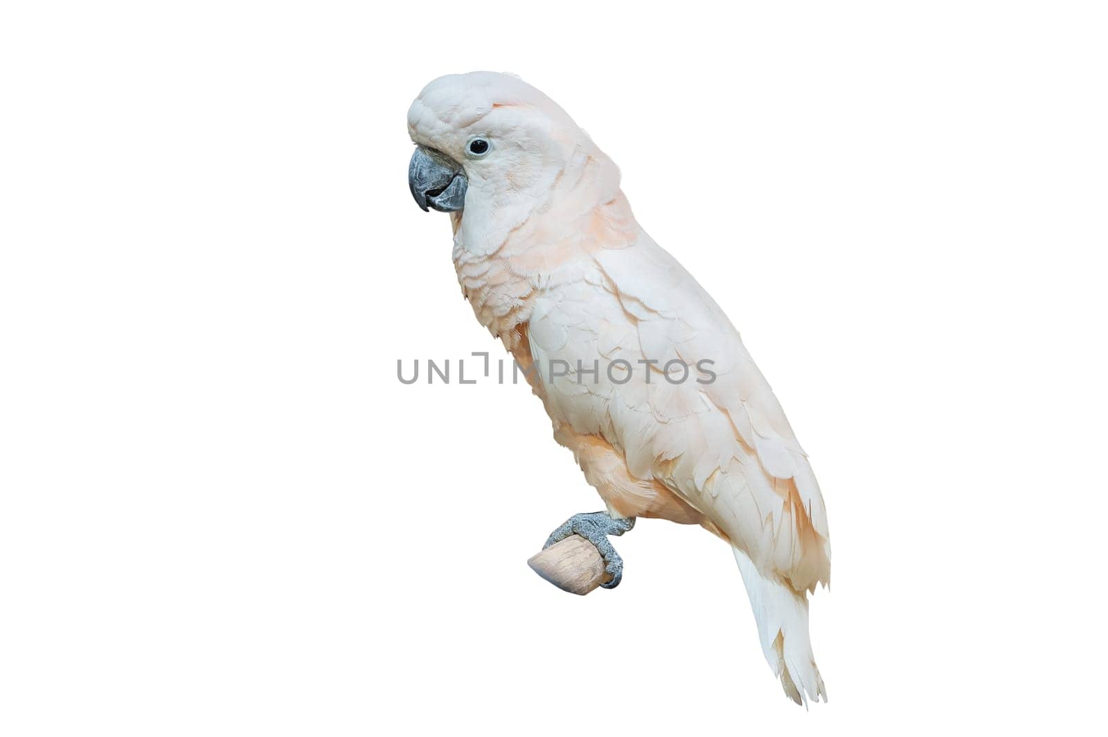 White cockatoo White parakeet perching on branch on white background isolate