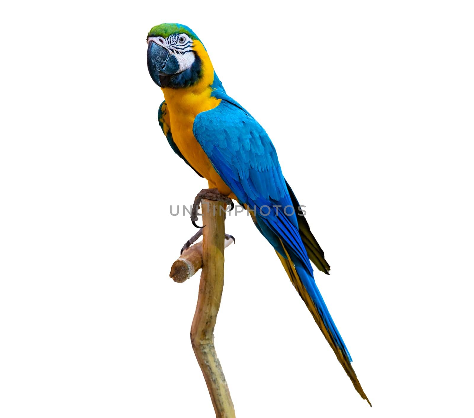 macaw parrot parakeet perching on branch on white background isolate by sarayut_thaneerat