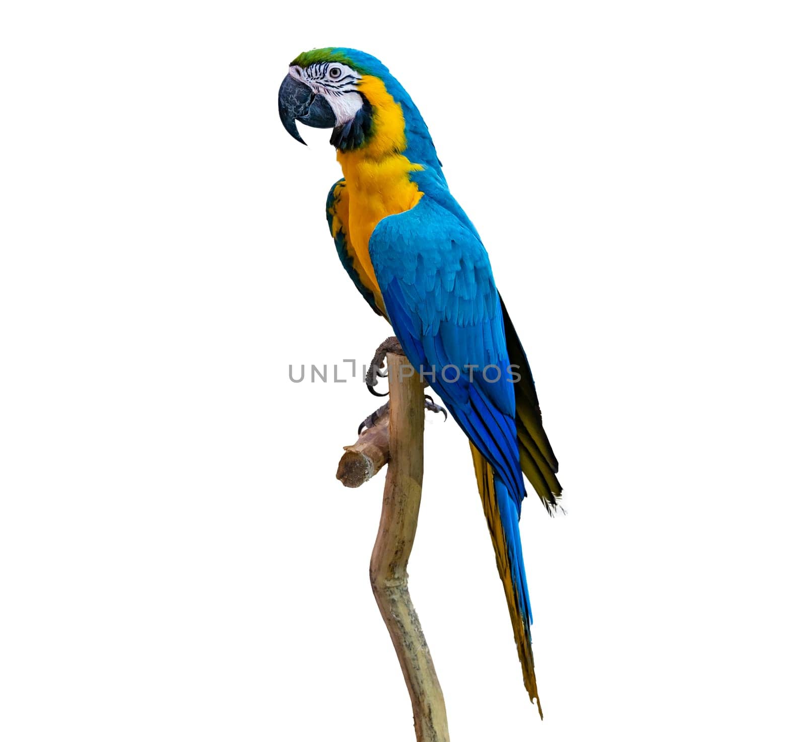 macaw parrot parakeet perching on branch on white background isolate by sarayut_thaneerat