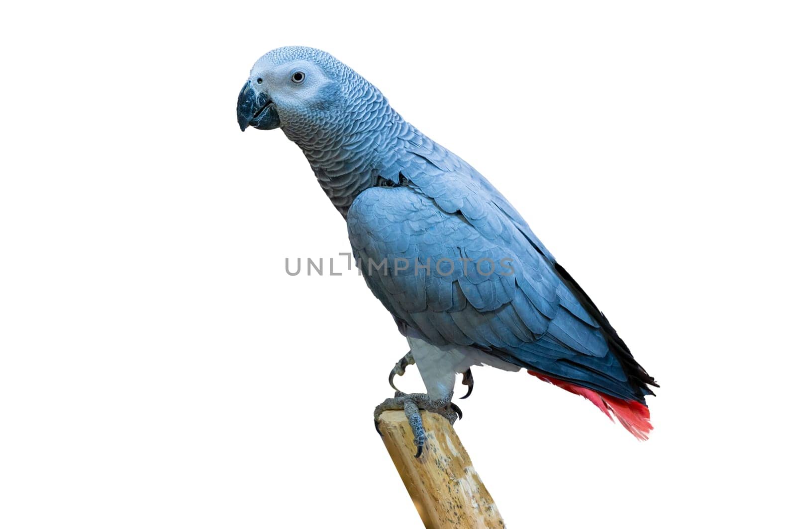 Grey parrot isolate parakeet perching on branch on white background isolate by sarayut_thaneerat