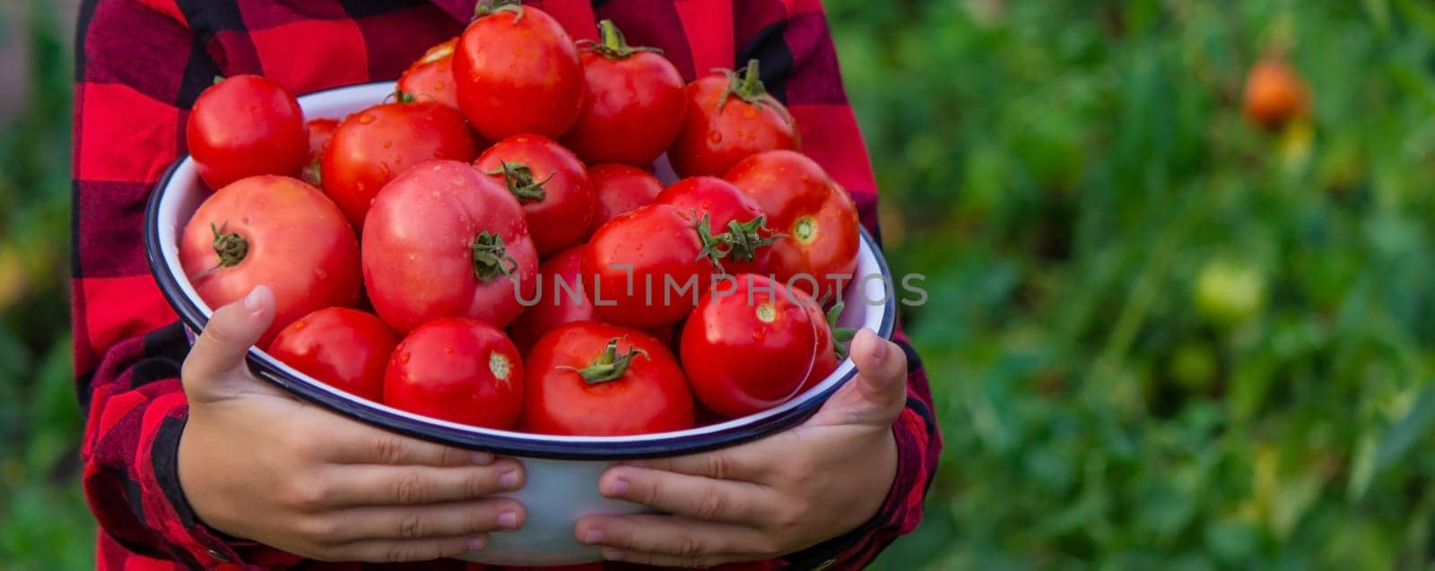 boy in the garden holding a bowl of freshly picked tomatoes. selective focus. nature