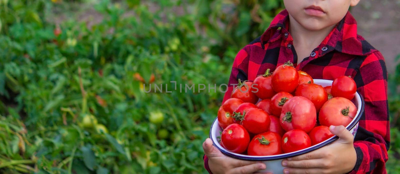 boy in the garden holding a bowl of freshly picked tomatoes. selective focus. nature