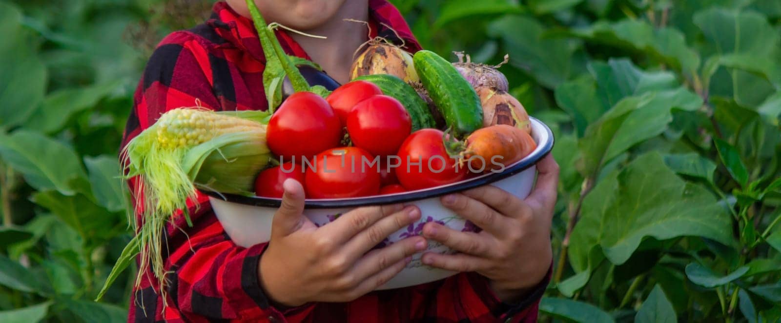 boy in the garden holding a bowl of freshly picked tomatoes. selective focus. nature