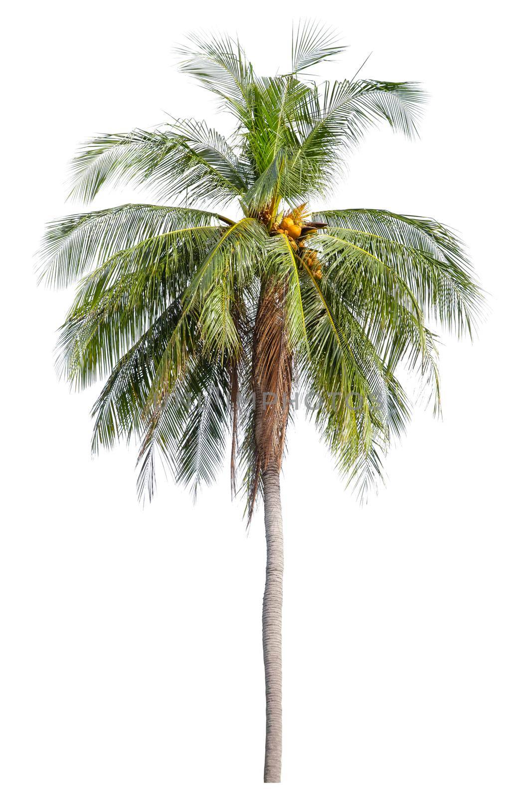 The coconut tree isolated on white background.