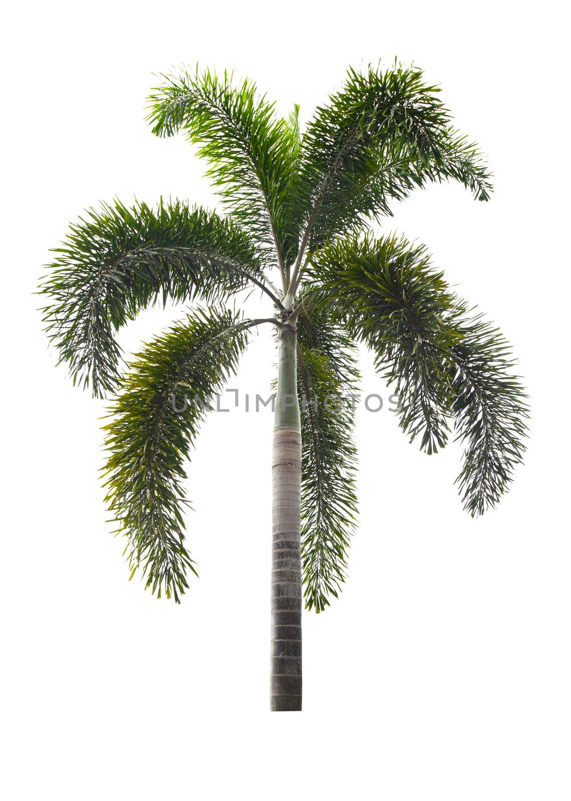 Beautiful green palm tree isolated on white background.