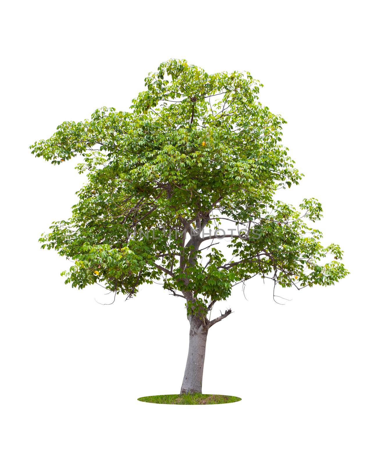Beautiful green tree isolated on white. by Gamjai