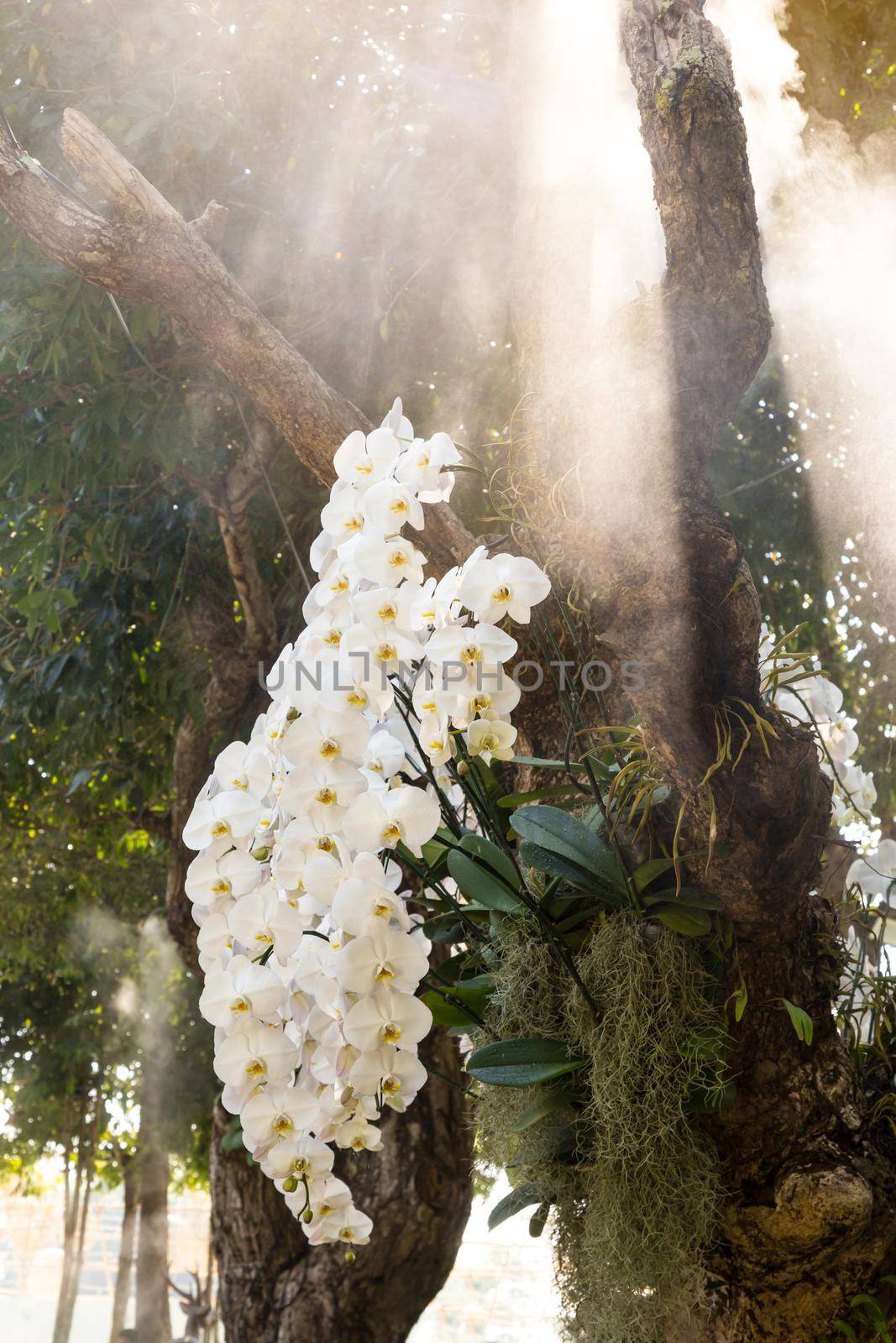 Phalaenopsis Orchids on a big green tree in natural garden. by Gamjai