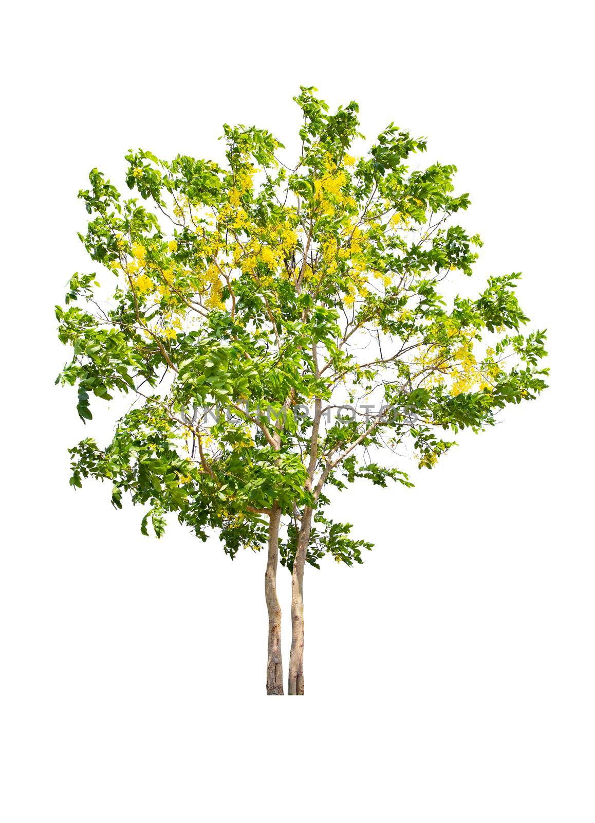 Cassia fistula tree or Golden shower National tree of Thailand and isolated on white background.