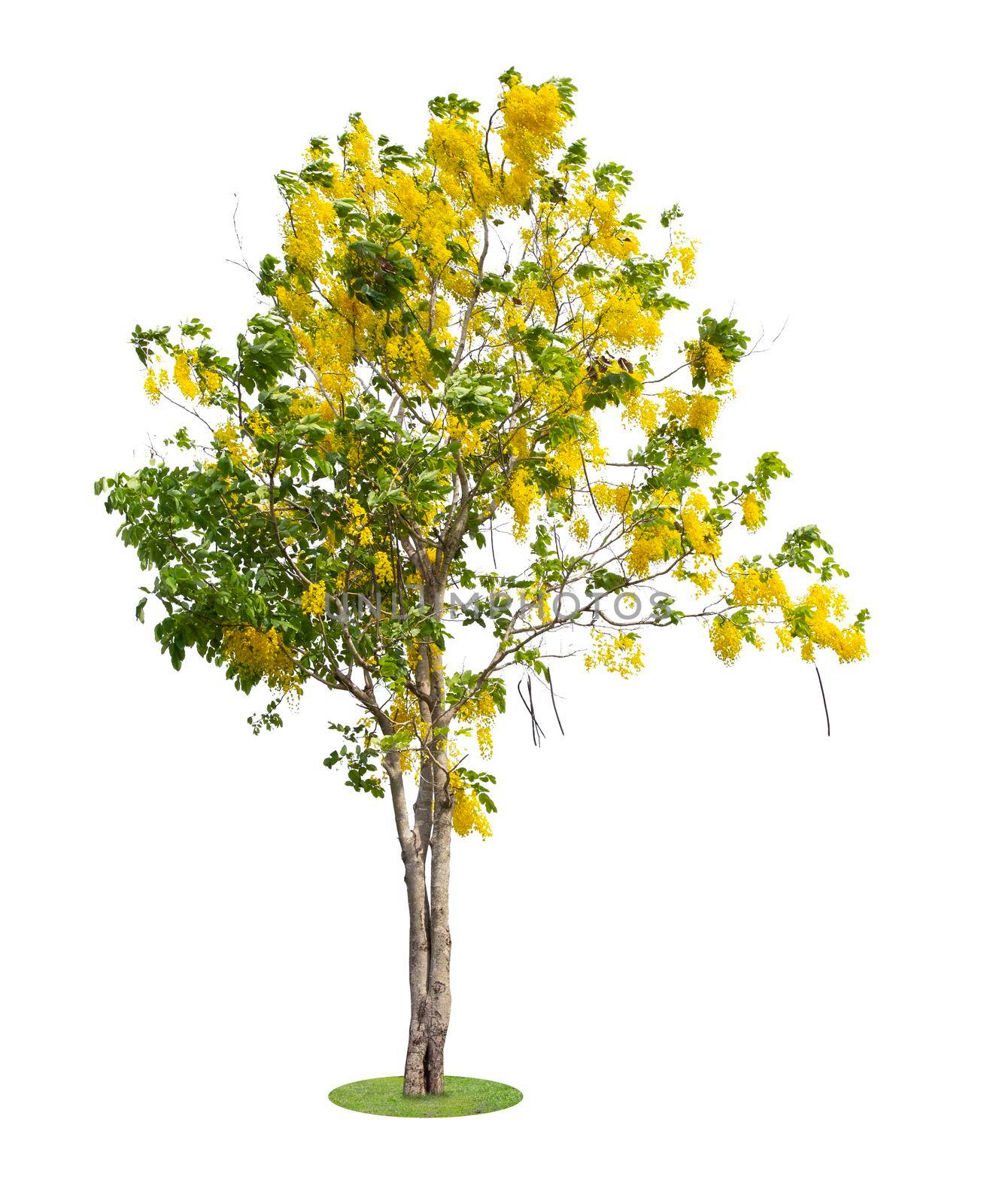 Cassia fistula tree or Golden shower National tree of Thailand. by Gamjai