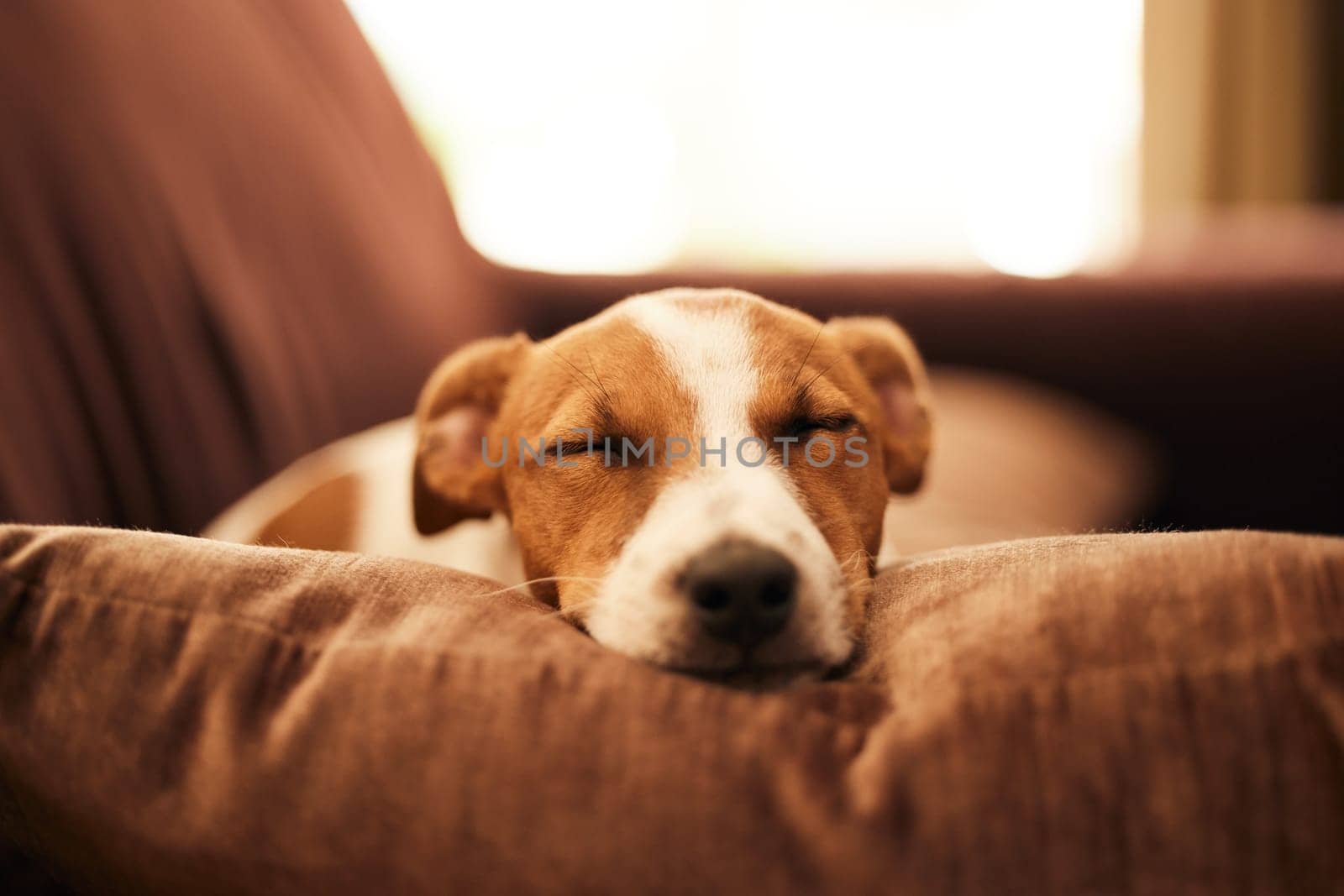 Dog on couch, sleep and relax in home for happy pet in comfort and safety in living room. Tired Jack Russell sleeping on couch, furniture and pets with loyalty, cute face and pillow in lounge alone. by YuriArcurs