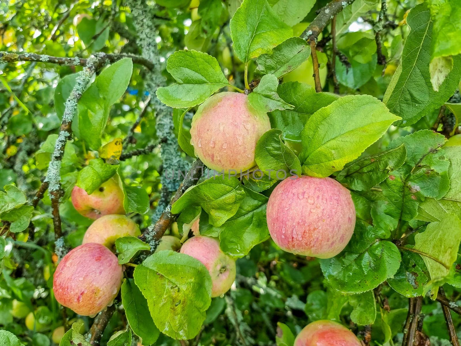 Apple trees in the garden with ripe red apples ready for harvest.