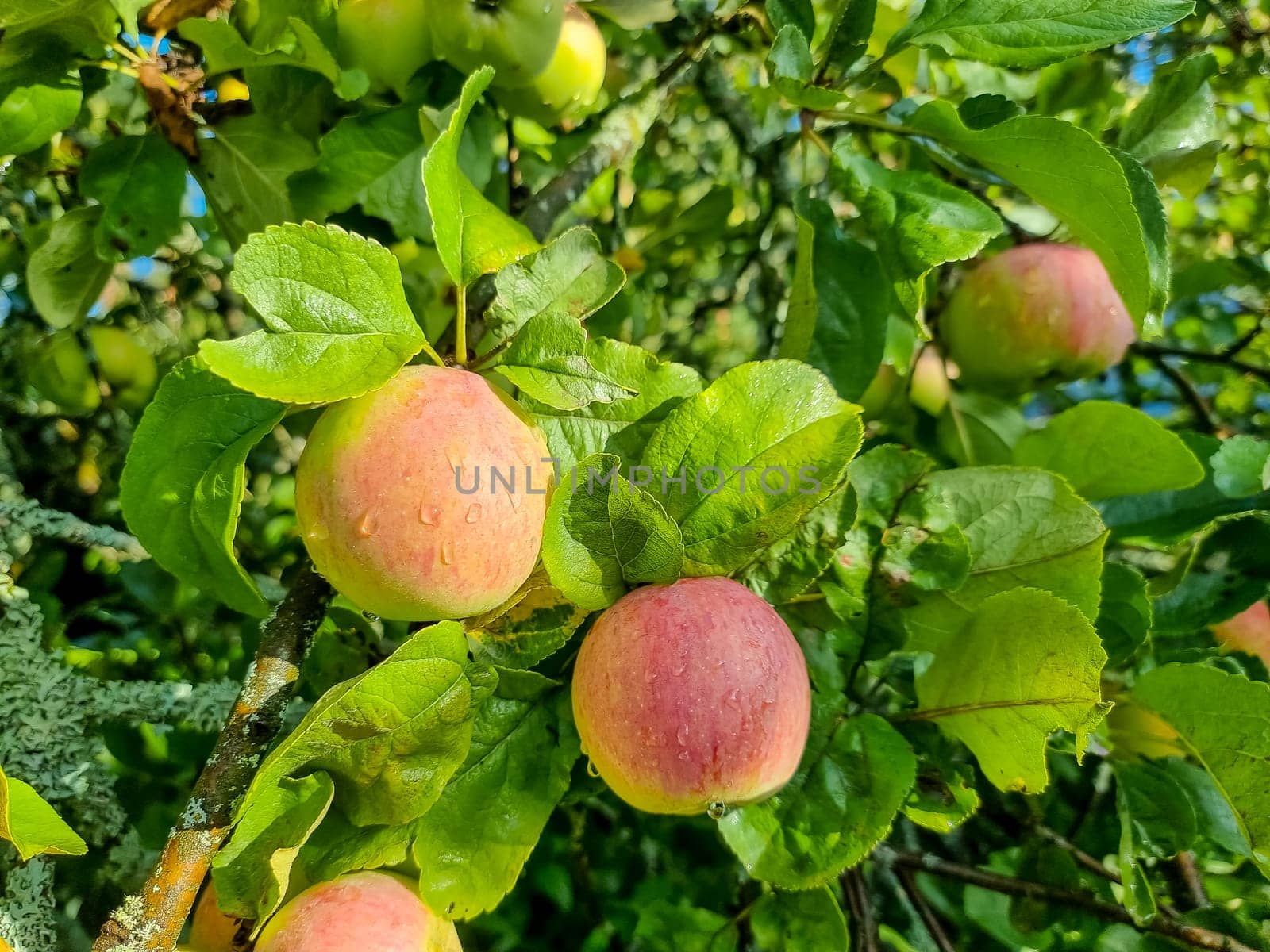 Apple trees in the garden with ripe red apples ready for harvest.