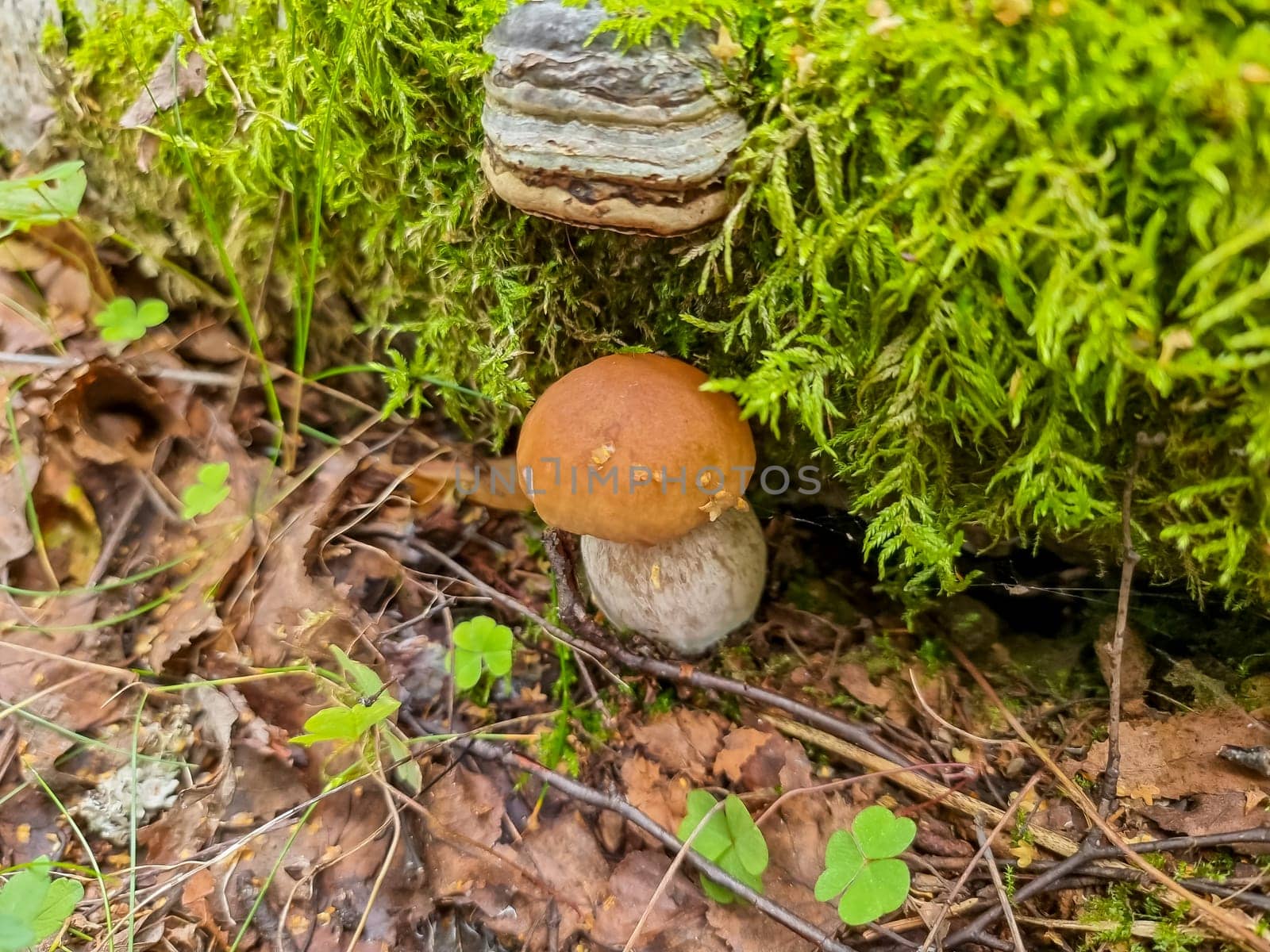 Cep or Boletus Mushroom growing on lush green moss in a forest, low angle view
