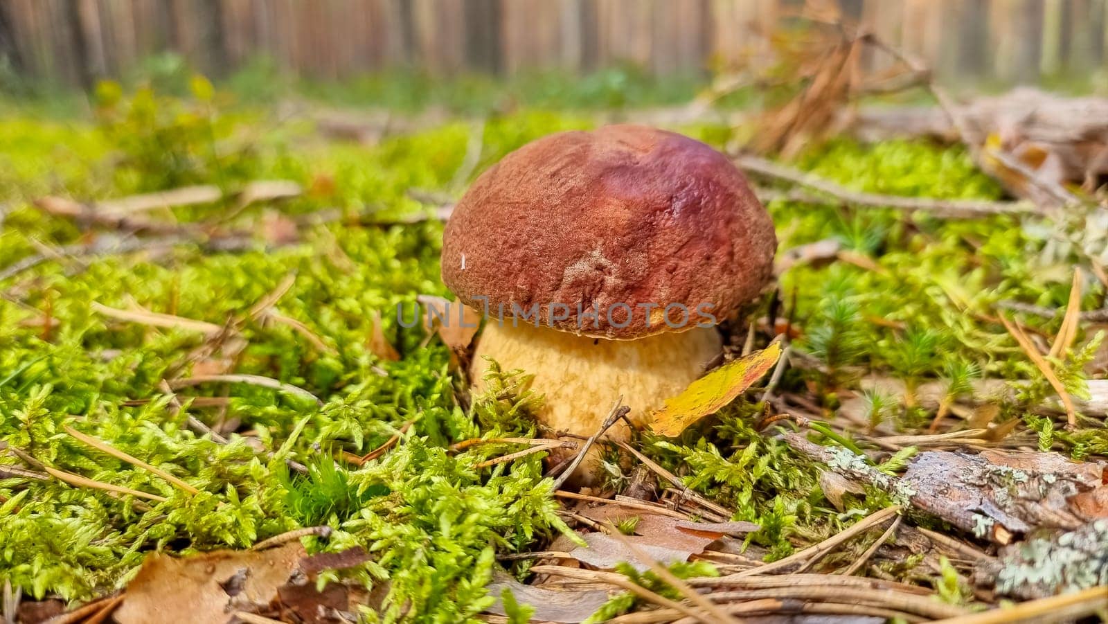 Cep or Boletus Mushroom growing on lush green moss in a forest, low angle view