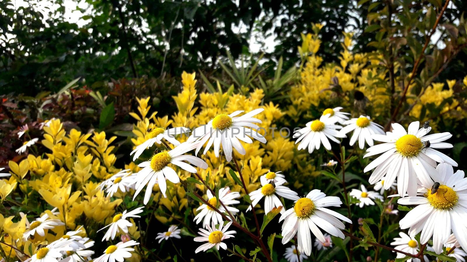 tree,flower,petal,grass,plant,groundcover,meadow,blue,daisy,wildflower