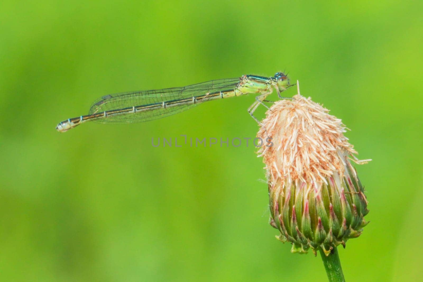 flower,dragonfly,plant,twig,insect,arthropod,damselfly,coenagrion,invertebrate,organism