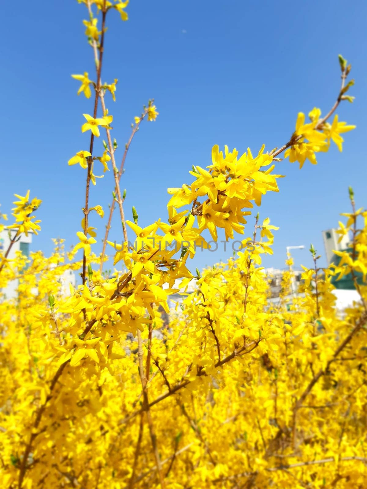 sky,yellow,subshrub,branch,flower,plant,twig,aqua,blue,freezing,spring,tree,turquoise,winter