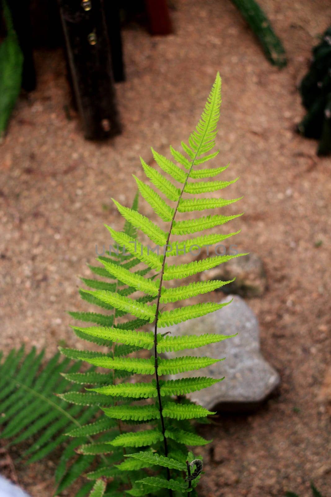 shadow,botany,soil,leaf,fern,flower,green,plant,tree,vegetation