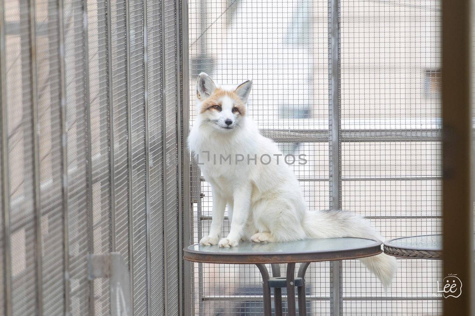 whiskers,felidae,cat,carnivore,fence,fawn,table,mesh,burmilla,cage,canidae,mammal,tail,vertebrate,window