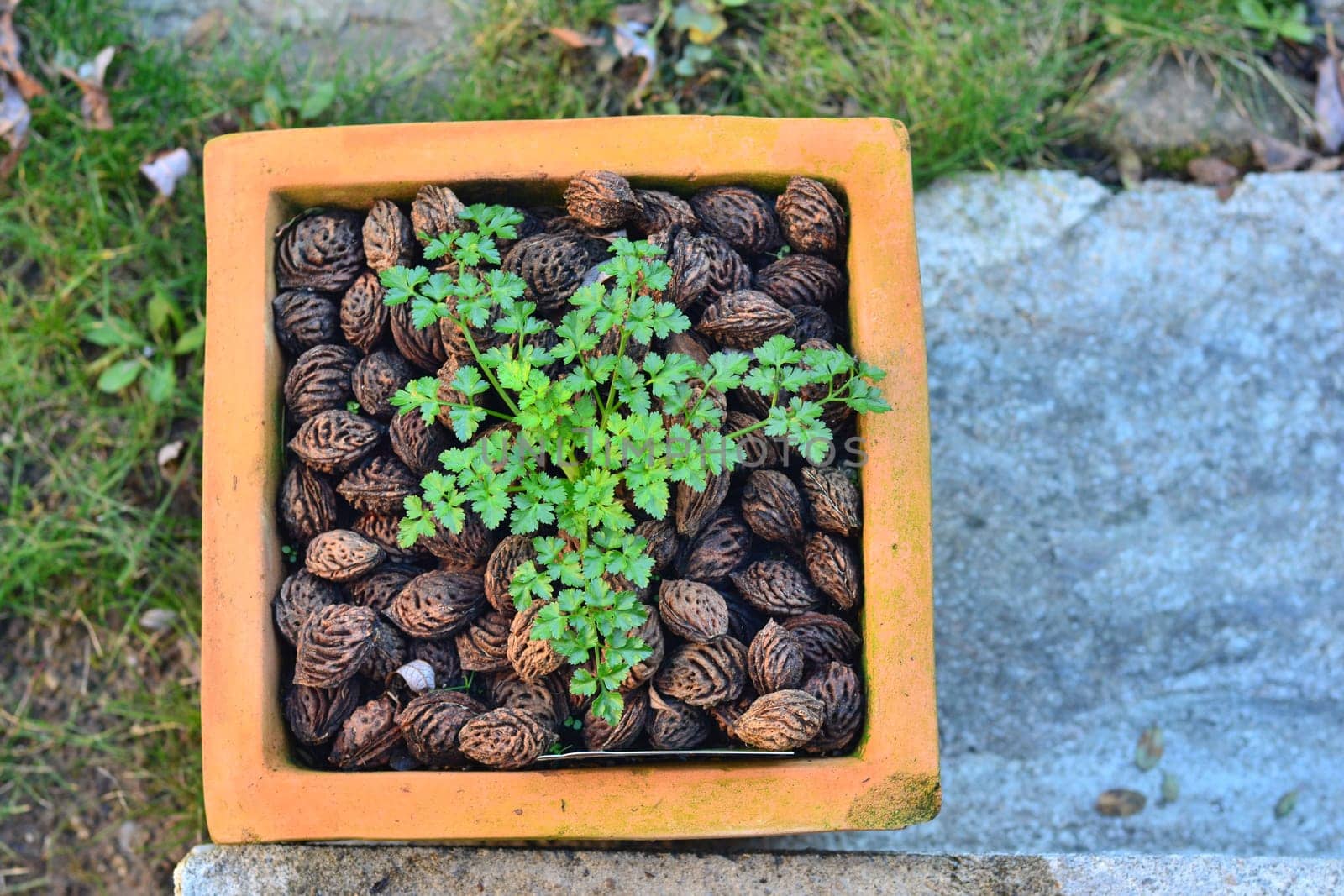 Parsley in a pot with peach pits in a garden