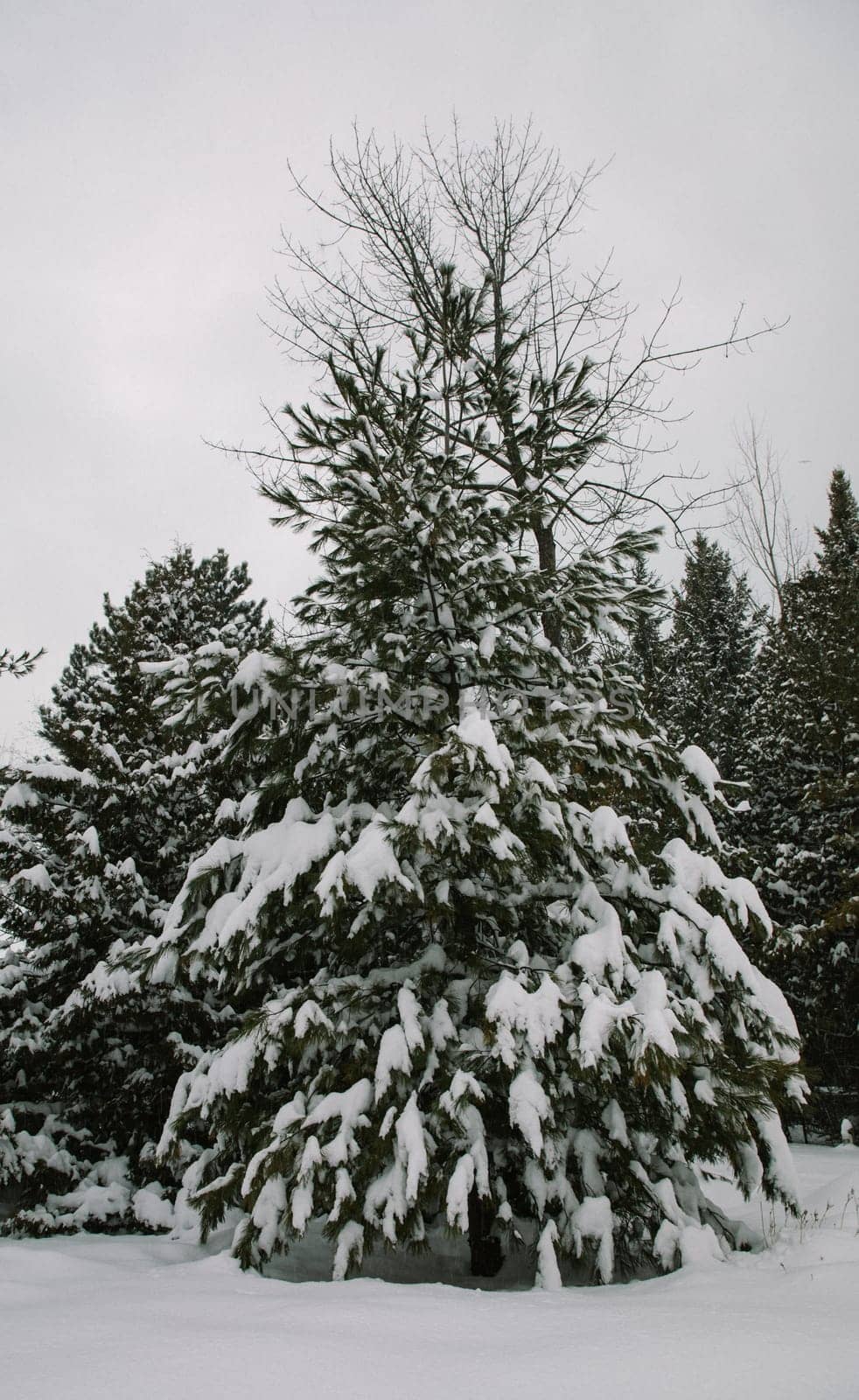 Conifer tree covered in snow on a cloud covered day in the Bruce Peninsula, Ontario, Canada