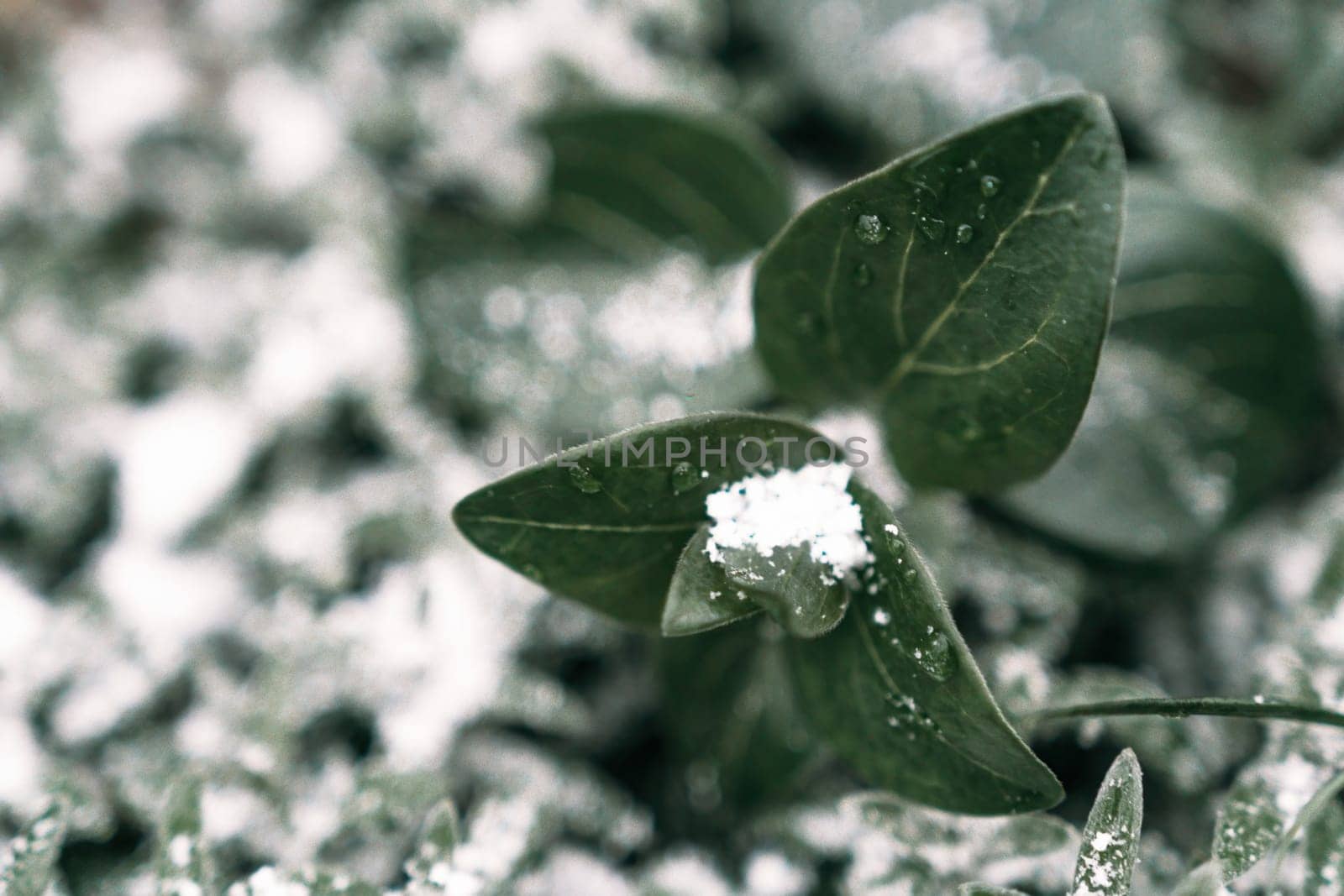 Beautiful frozen microcosmos. Freezing weather frost action in nature. First frost at frozen field plants close-up autumn shot