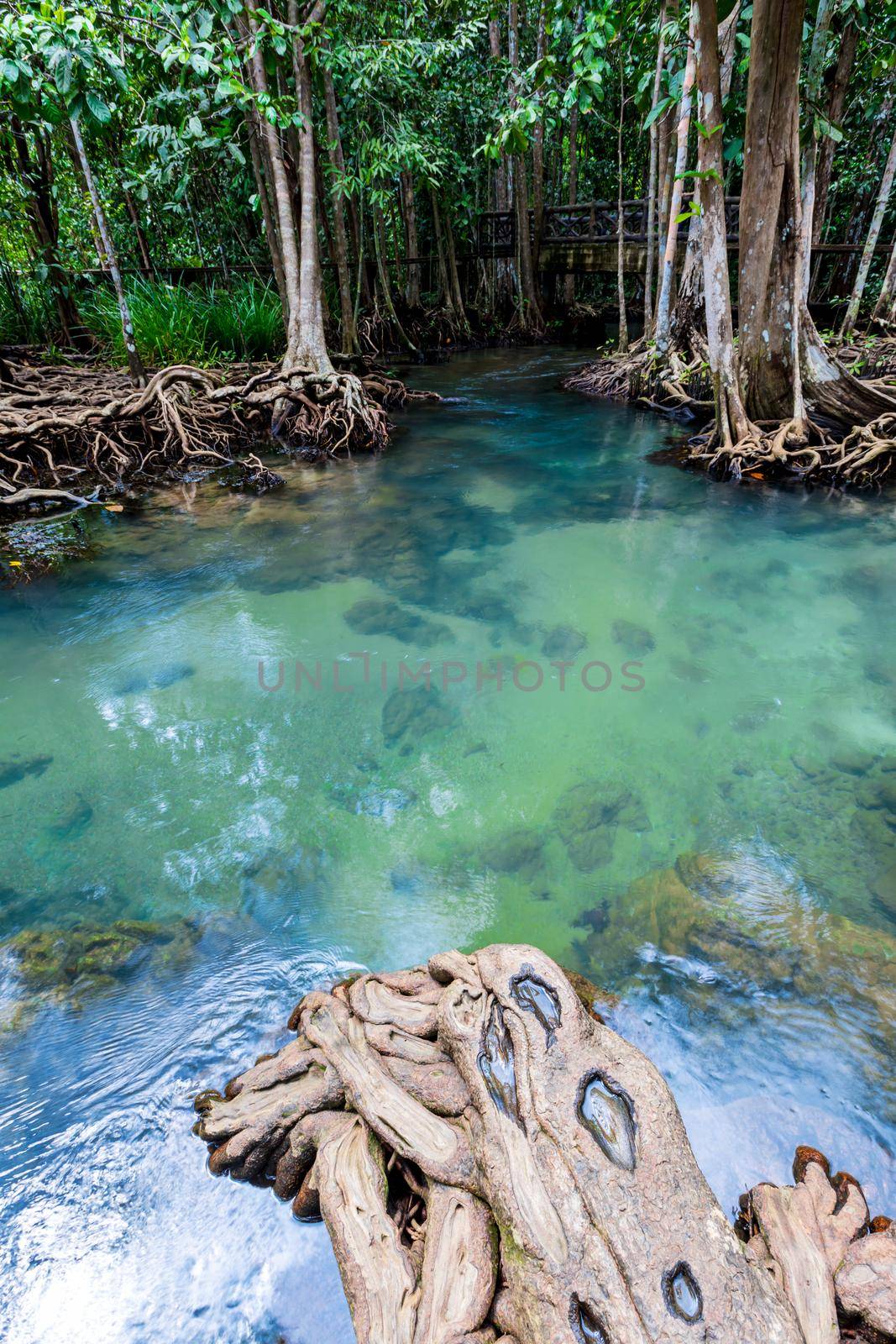 Tropical tree roots or Tha pom mangrove in swamp forest and flow water, Klong Song Nam at Krabi, Thailand.