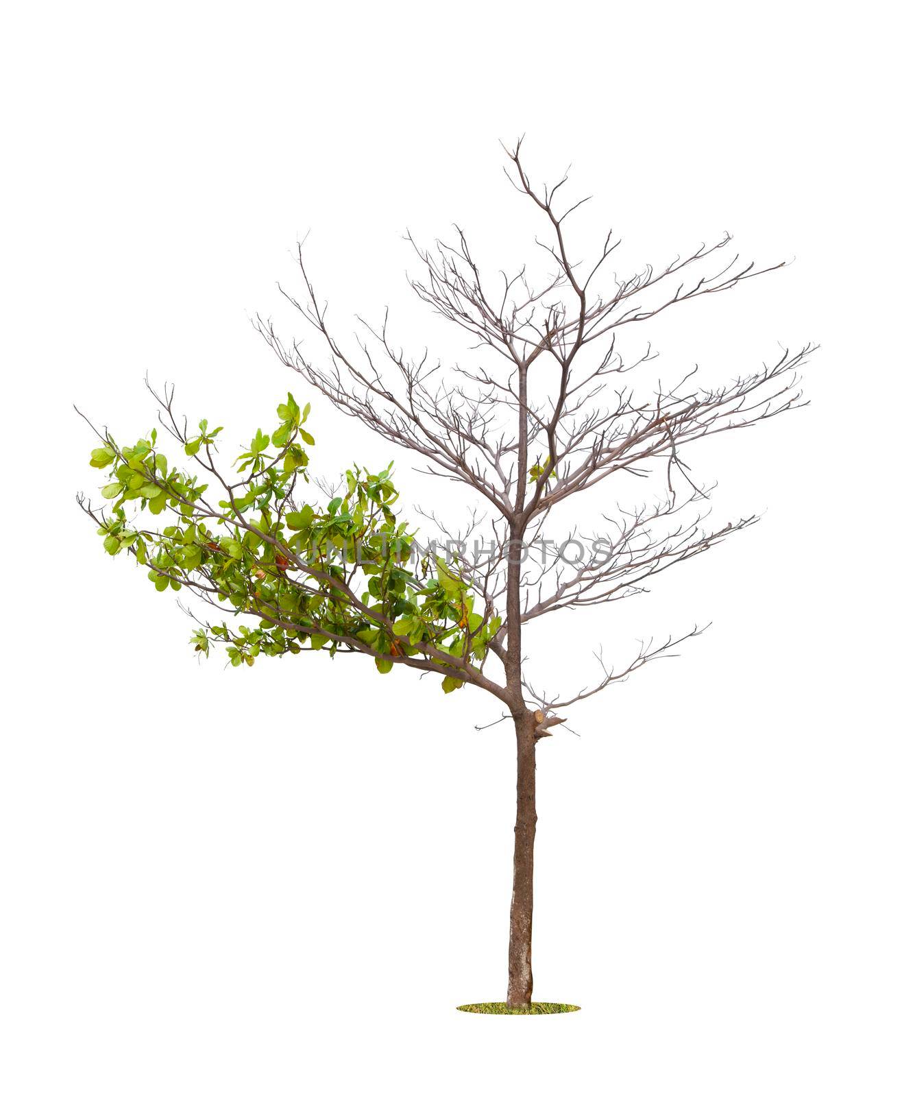 Dead tree on one side and living tree on the different side. Isolated on a white background.